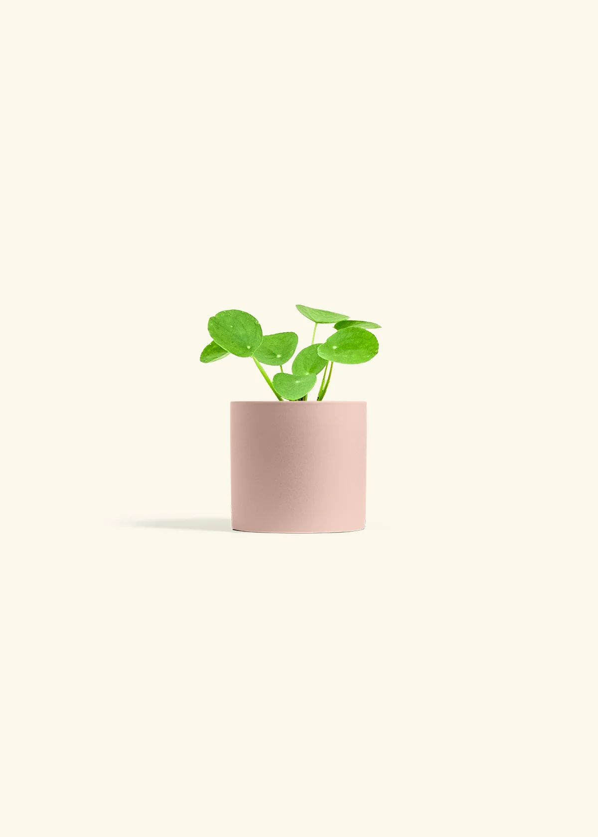 Chinese Money Plant - Image 6