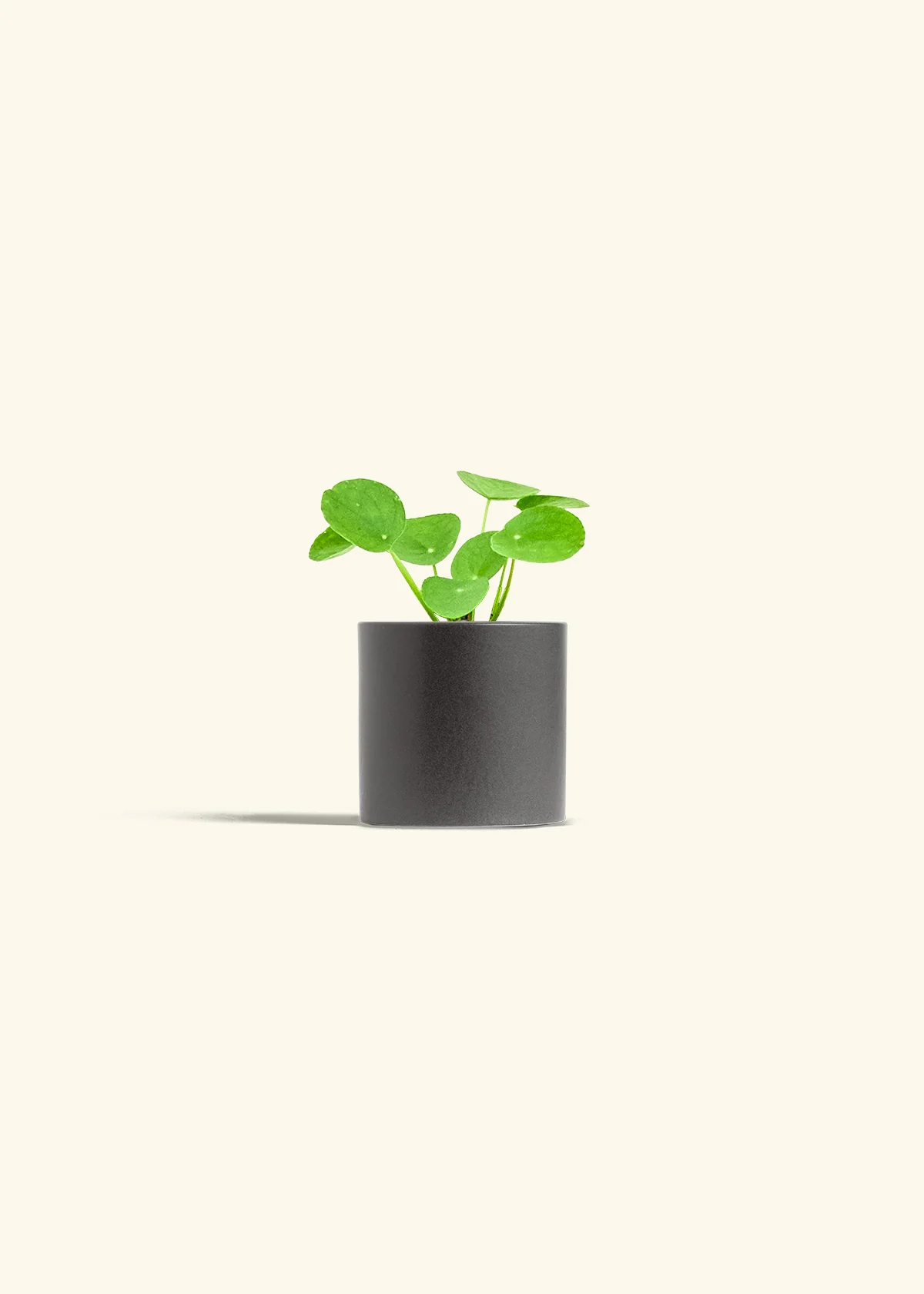Chinese Money Plant - Image 7
