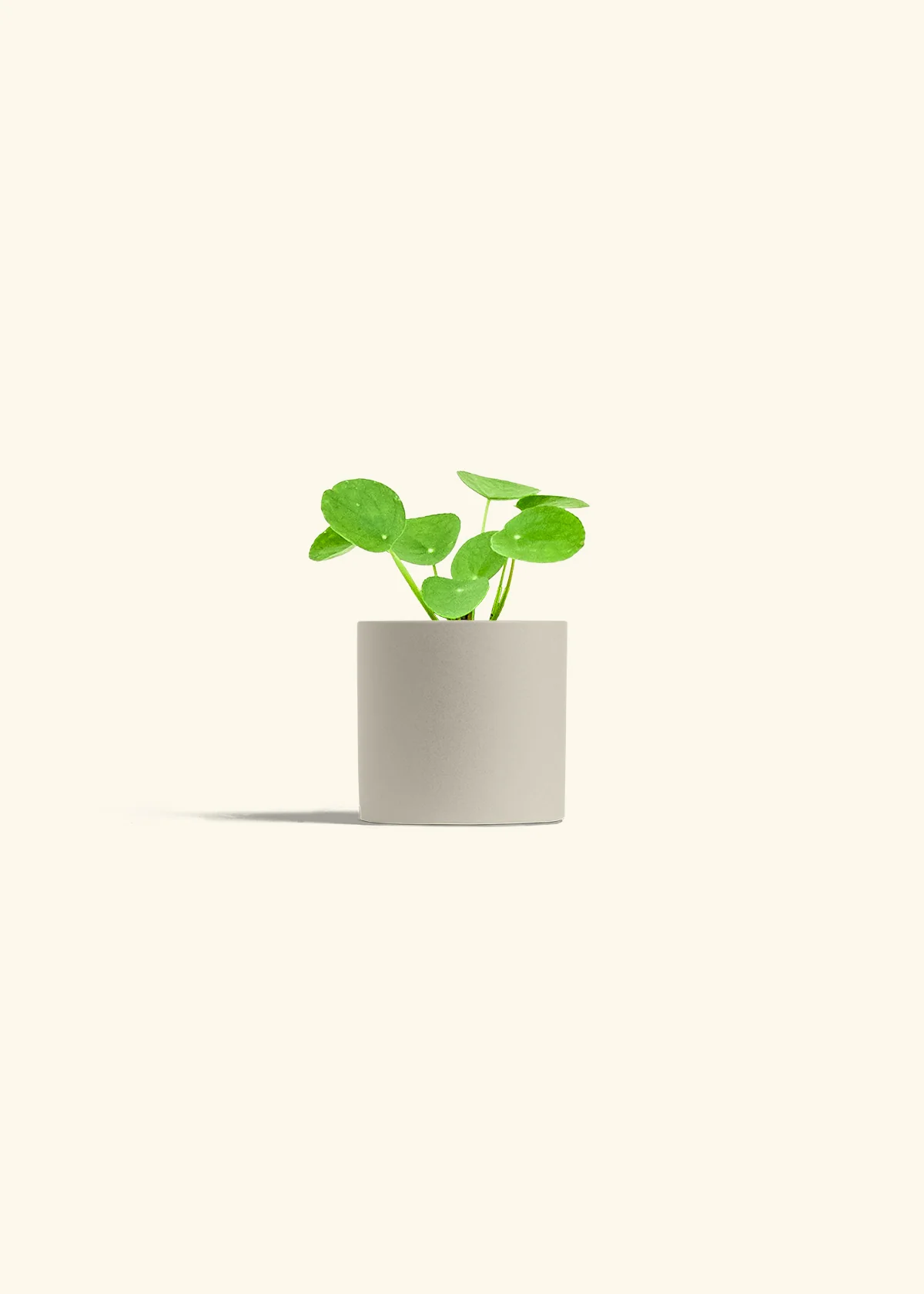 Chinese Money Plant - Image 8