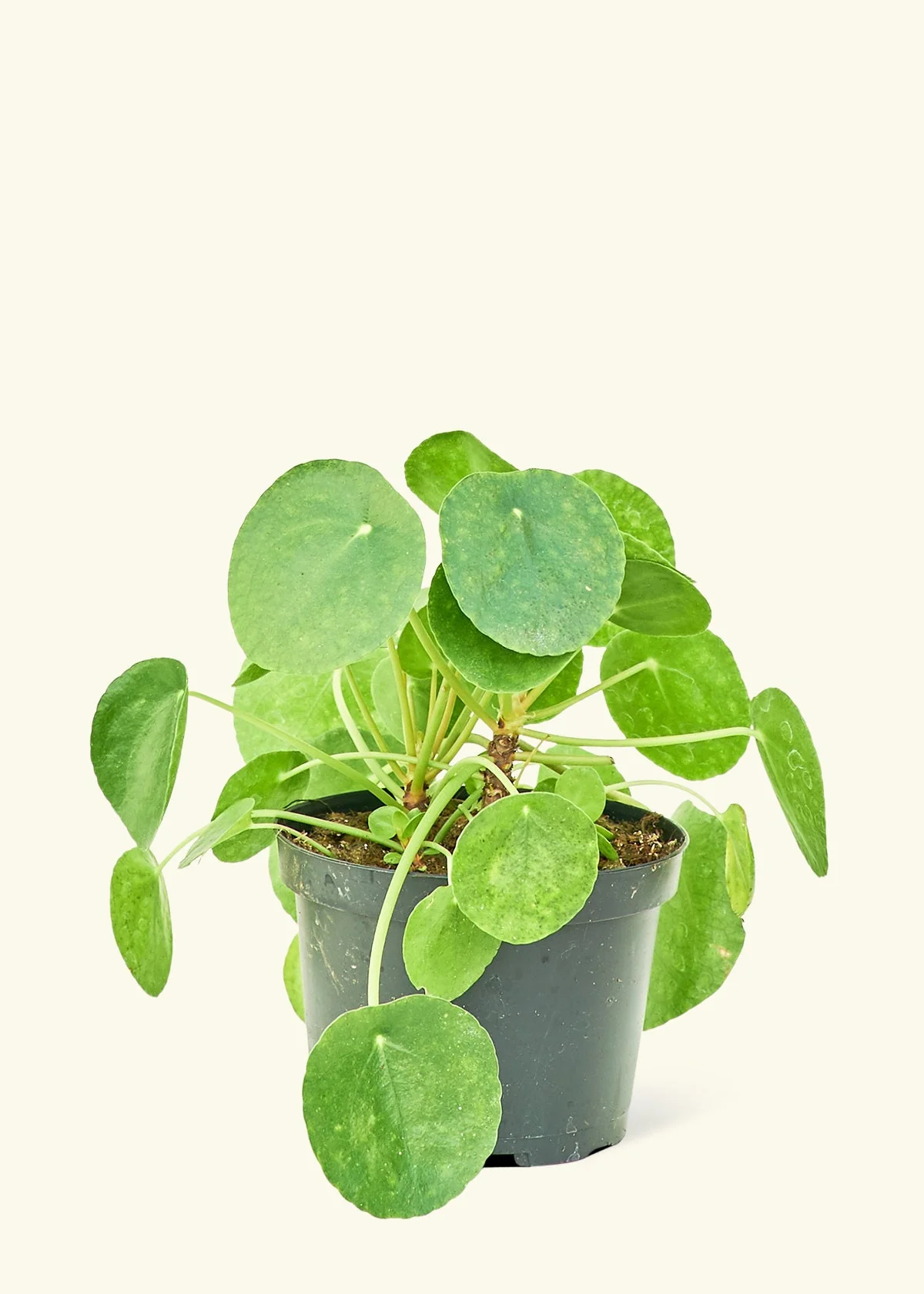 Chinese Money Plant - Image 9