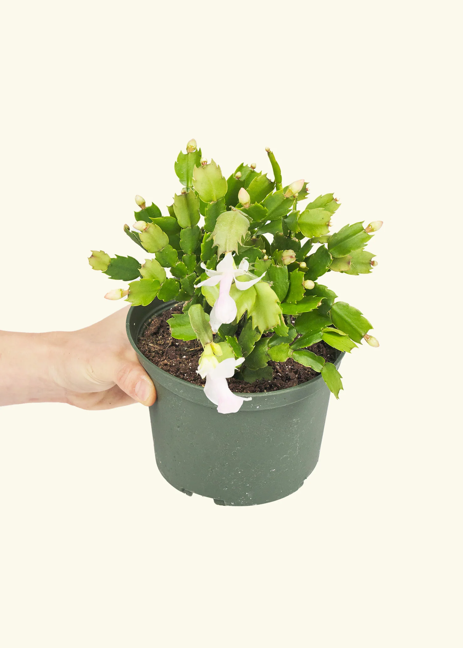 Red Christmas Cactus - Image 10