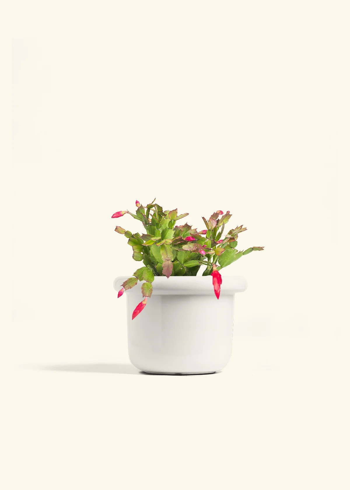 Red Christmas Cactus - Image 11