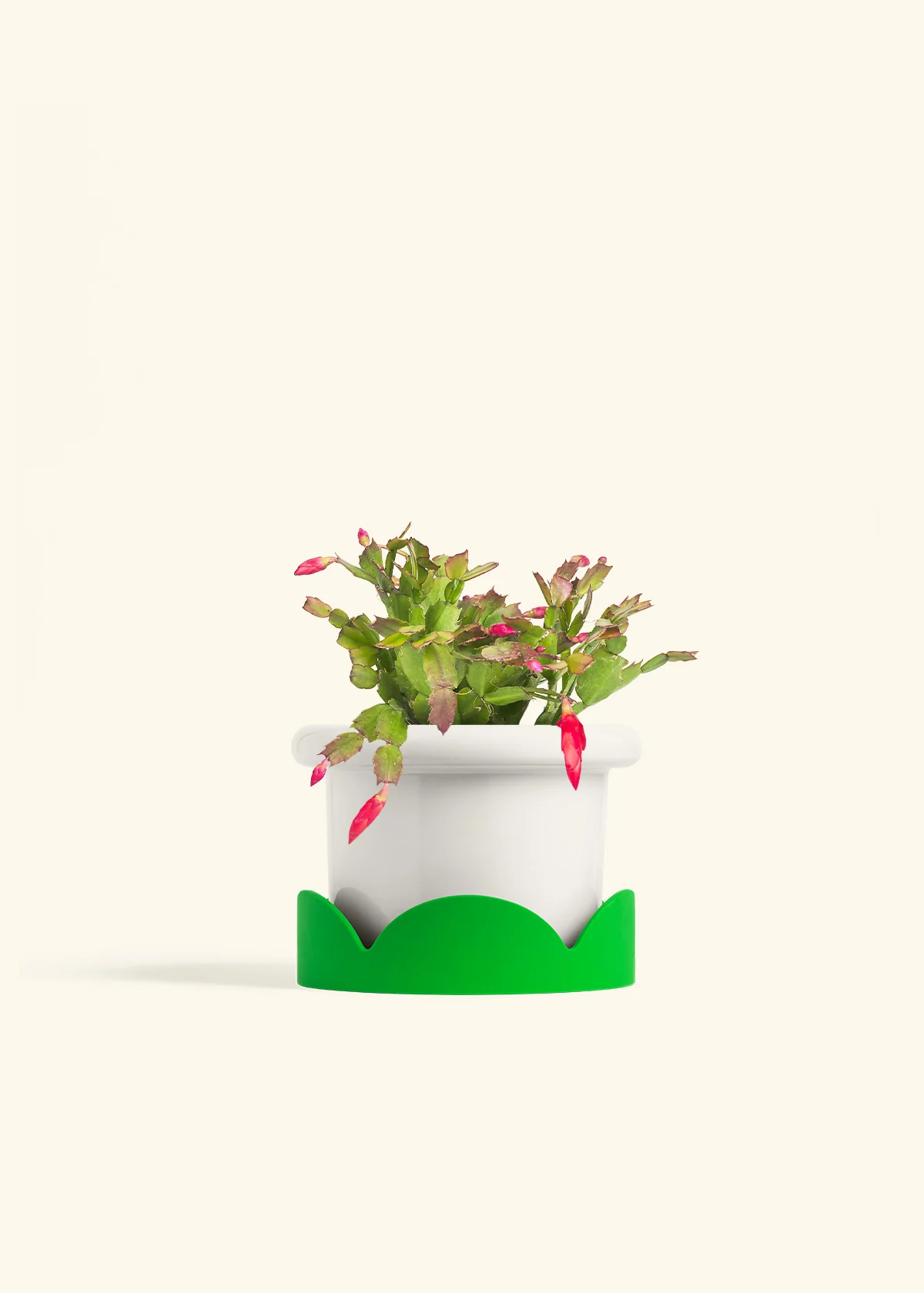 Red Christmas Cactus - Image 12