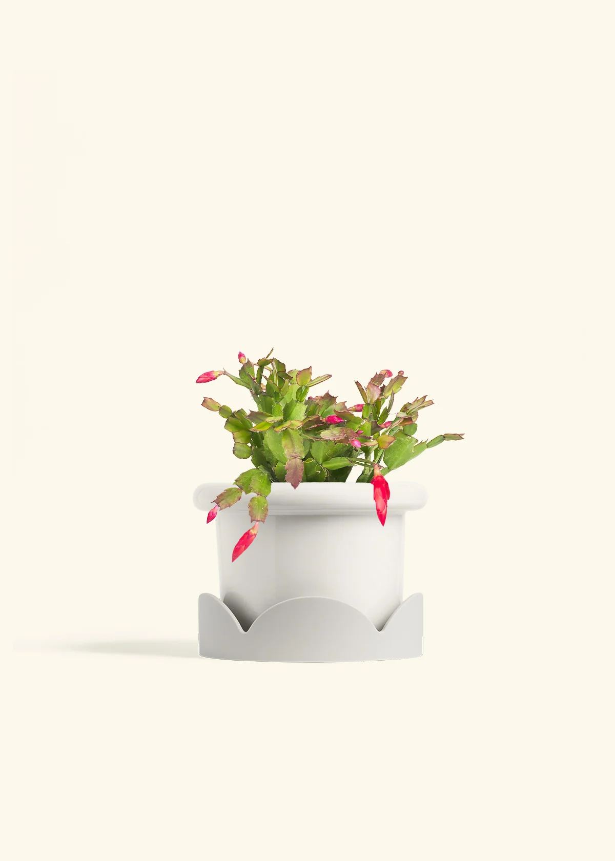Red Christmas Cactus - Image 13