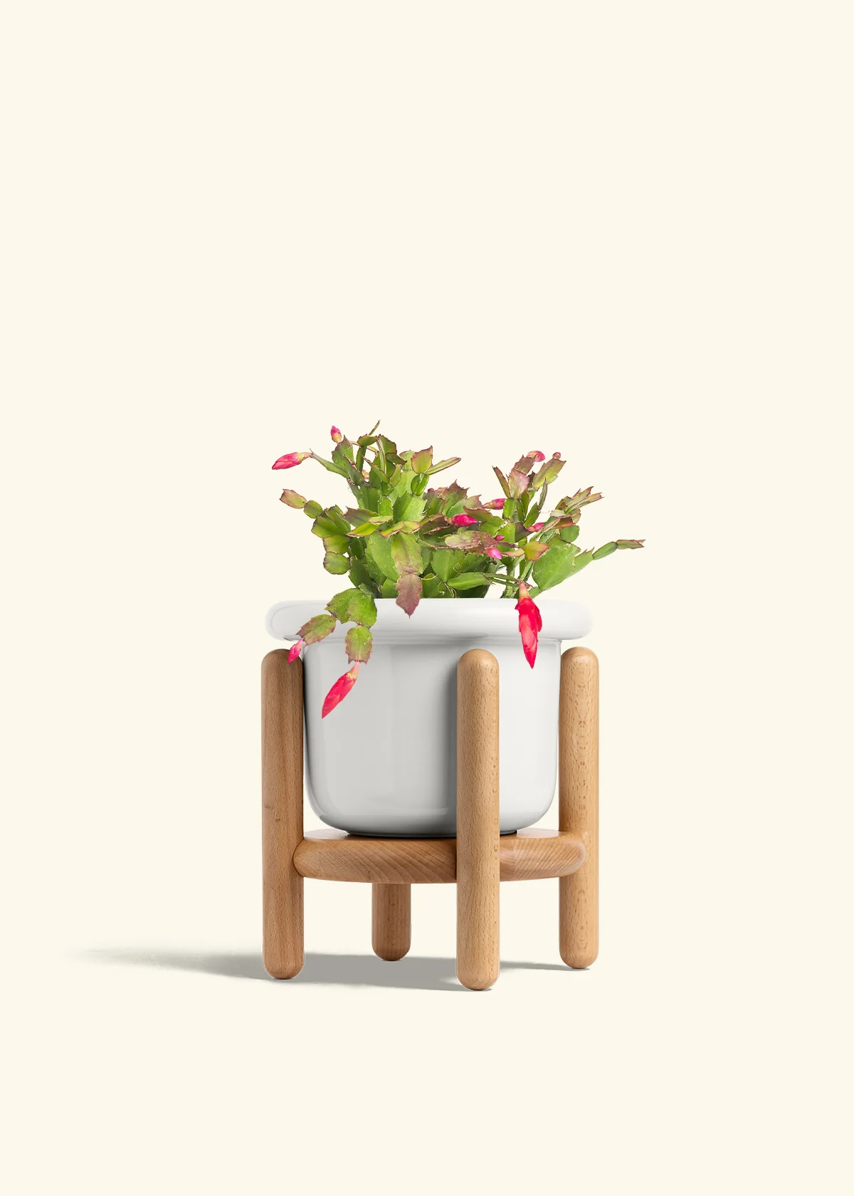 Red Christmas Cactus - Image 14