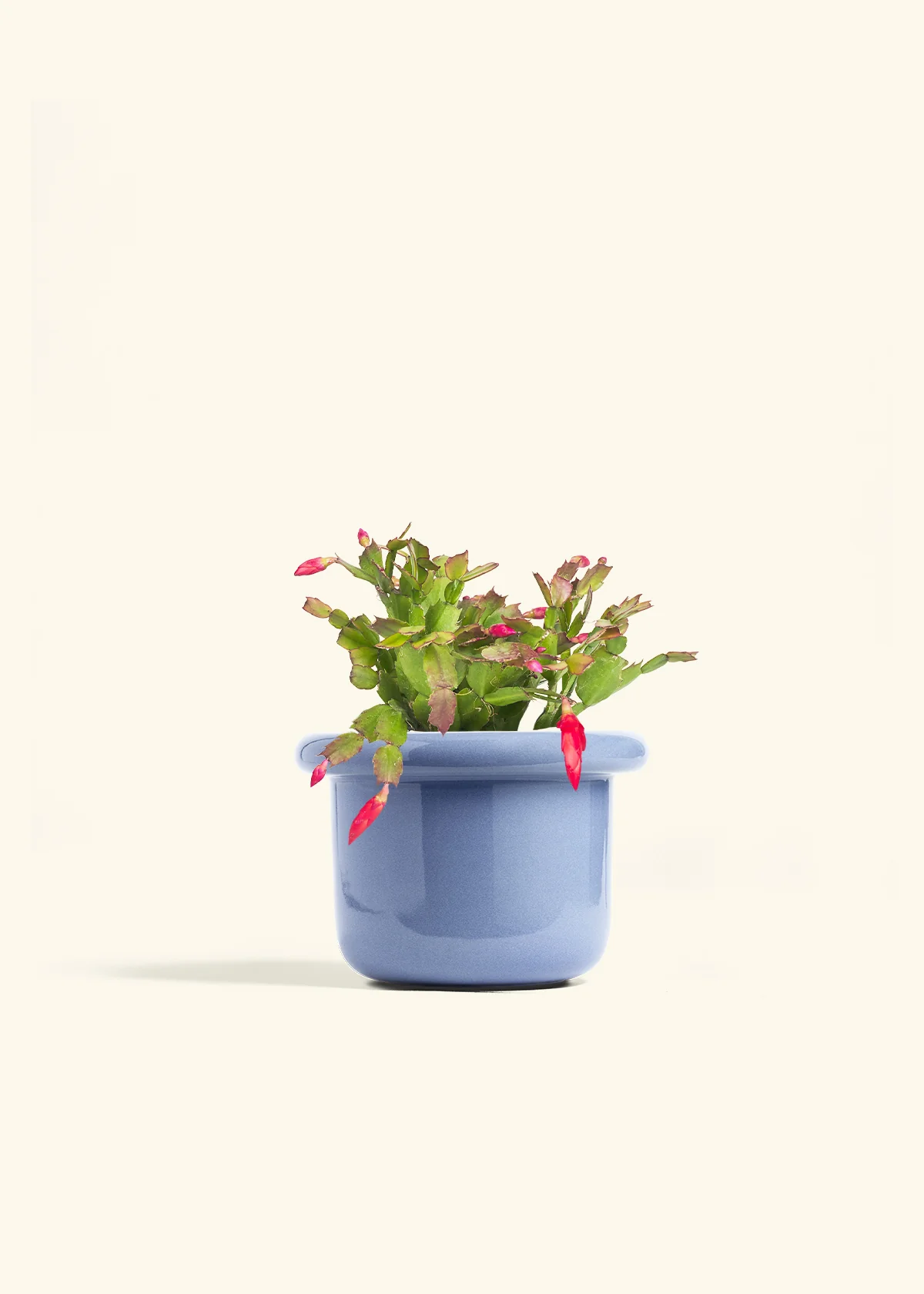 Red Christmas Cactus - Image 15