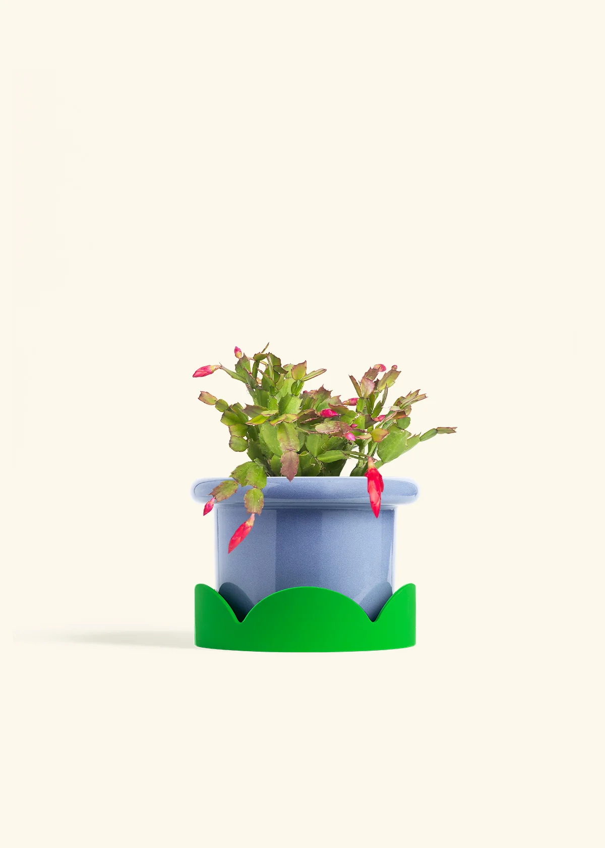 Red Christmas Cactus - Image 16
