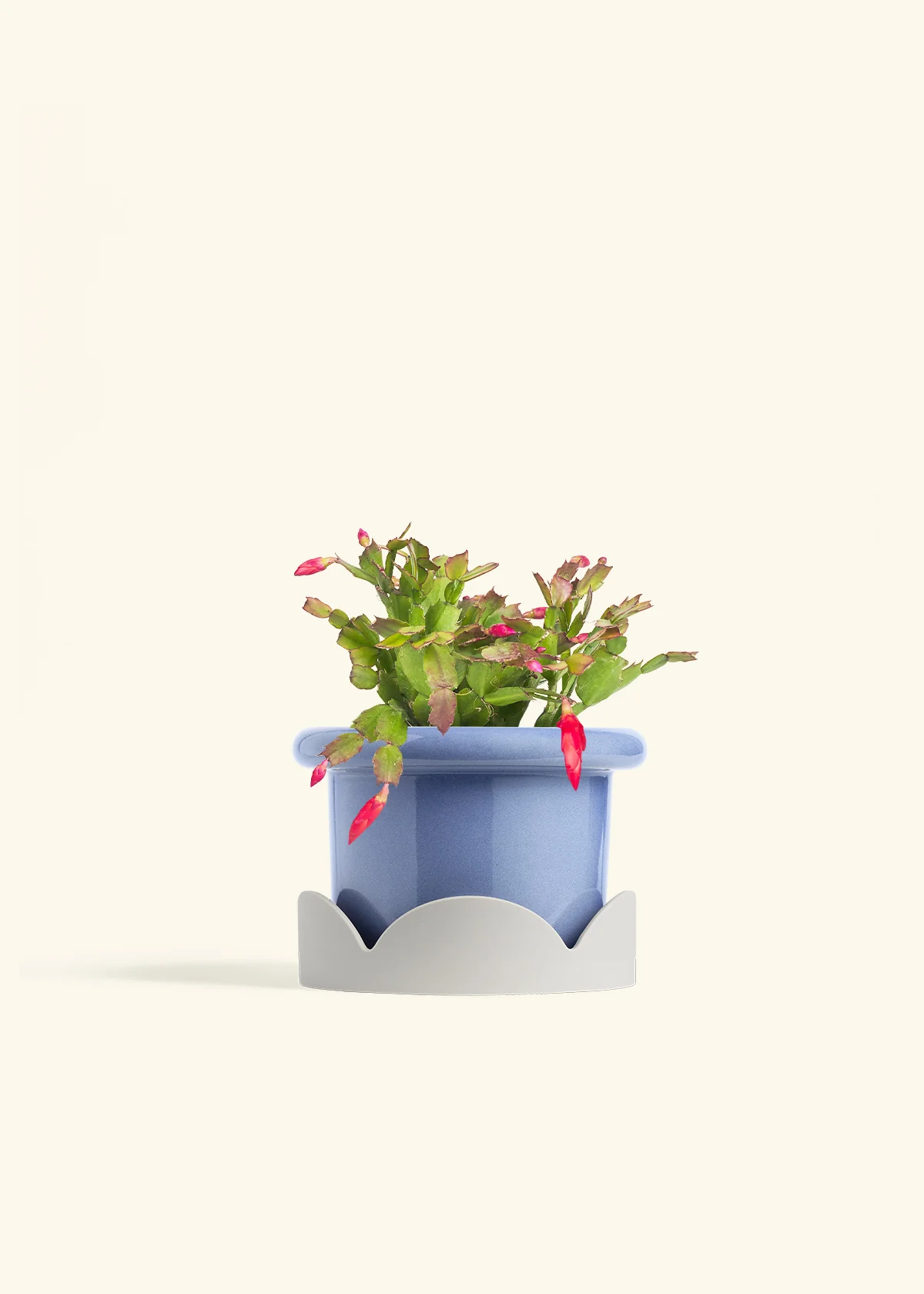 Red Christmas Cactus - Image 17
