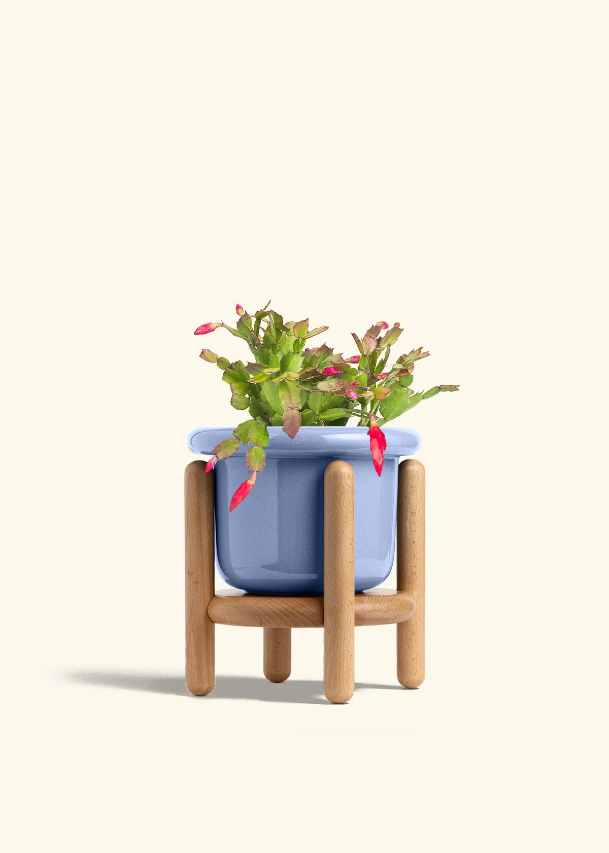 Red Christmas Cactus - Image 18