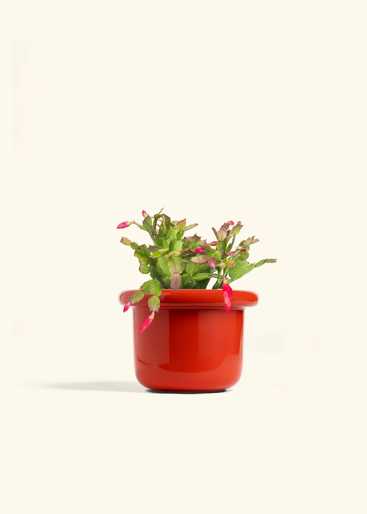Red Christmas Cactus - Image 19