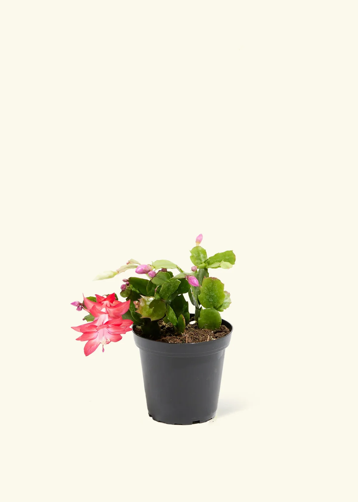 Red Christmas Cactus - Image 2