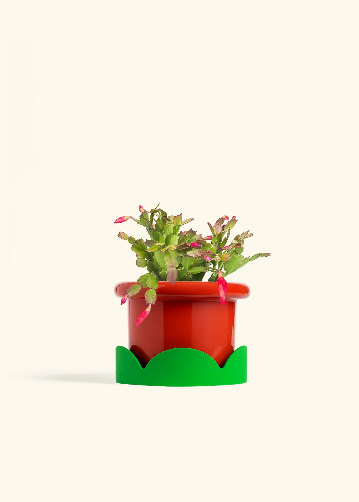 Red Christmas Cactus - Image 20