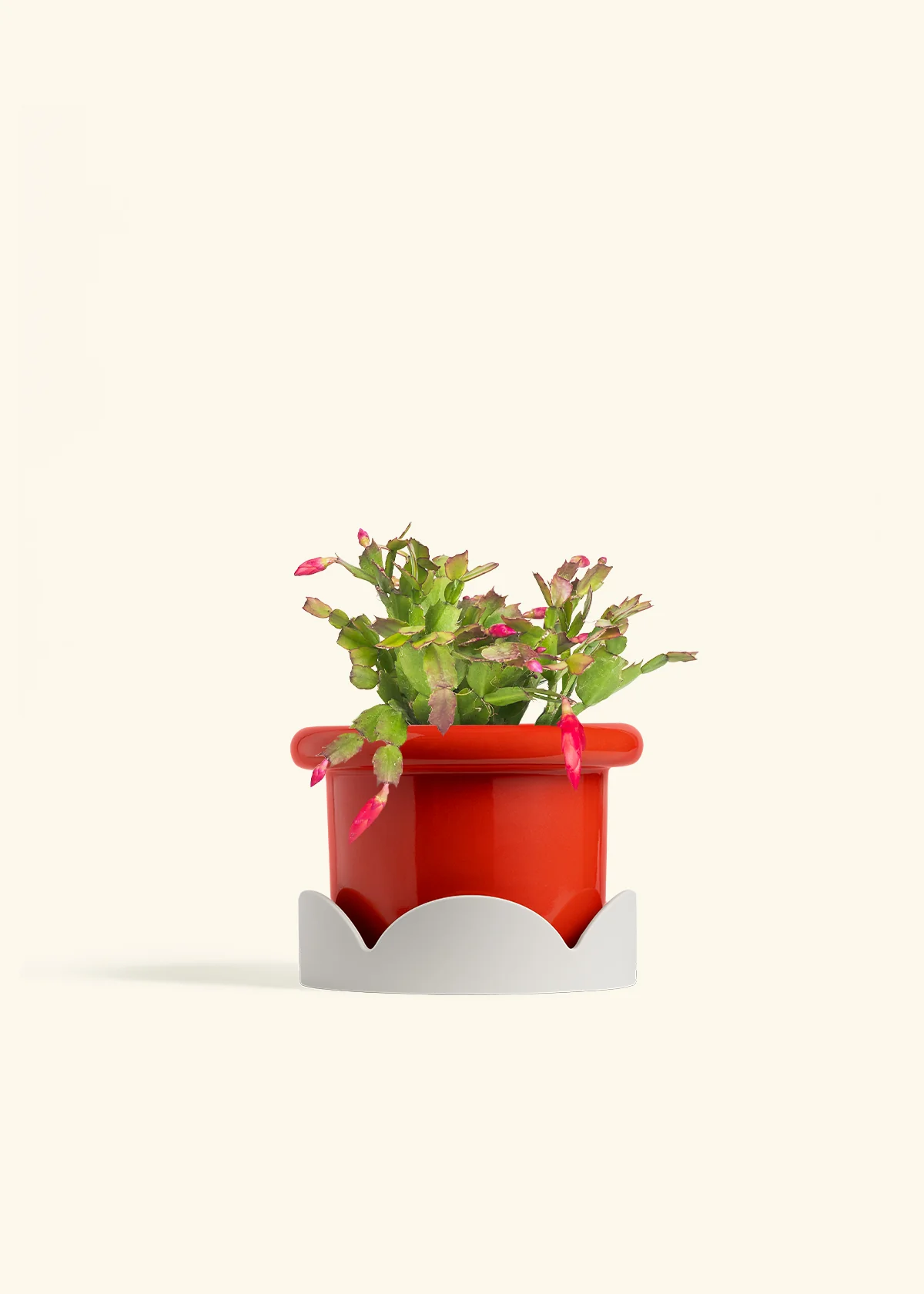 Red Christmas Cactus - Image 21