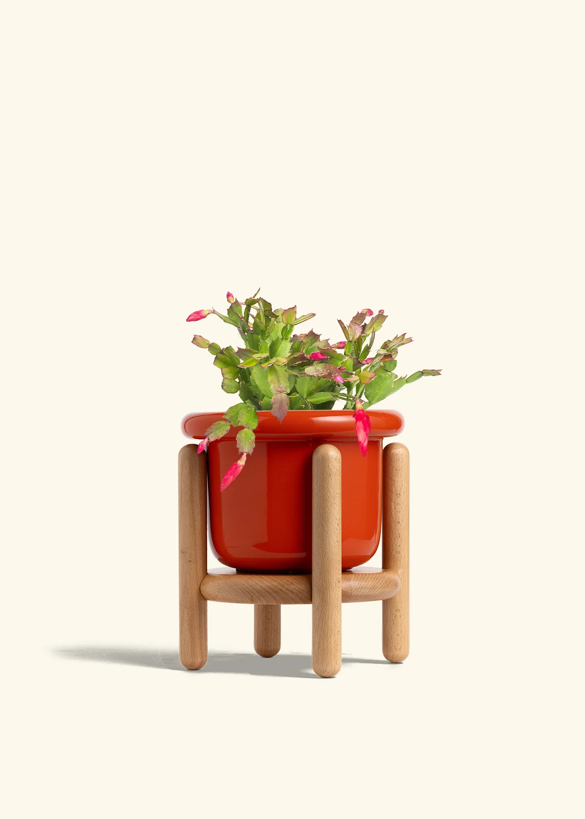 Red Christmas Cactus - Image 22