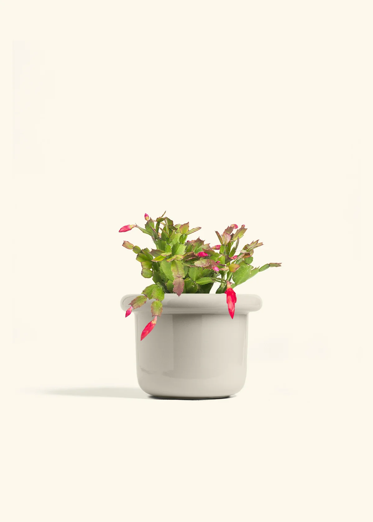Red Christmas Cactus - Image 23