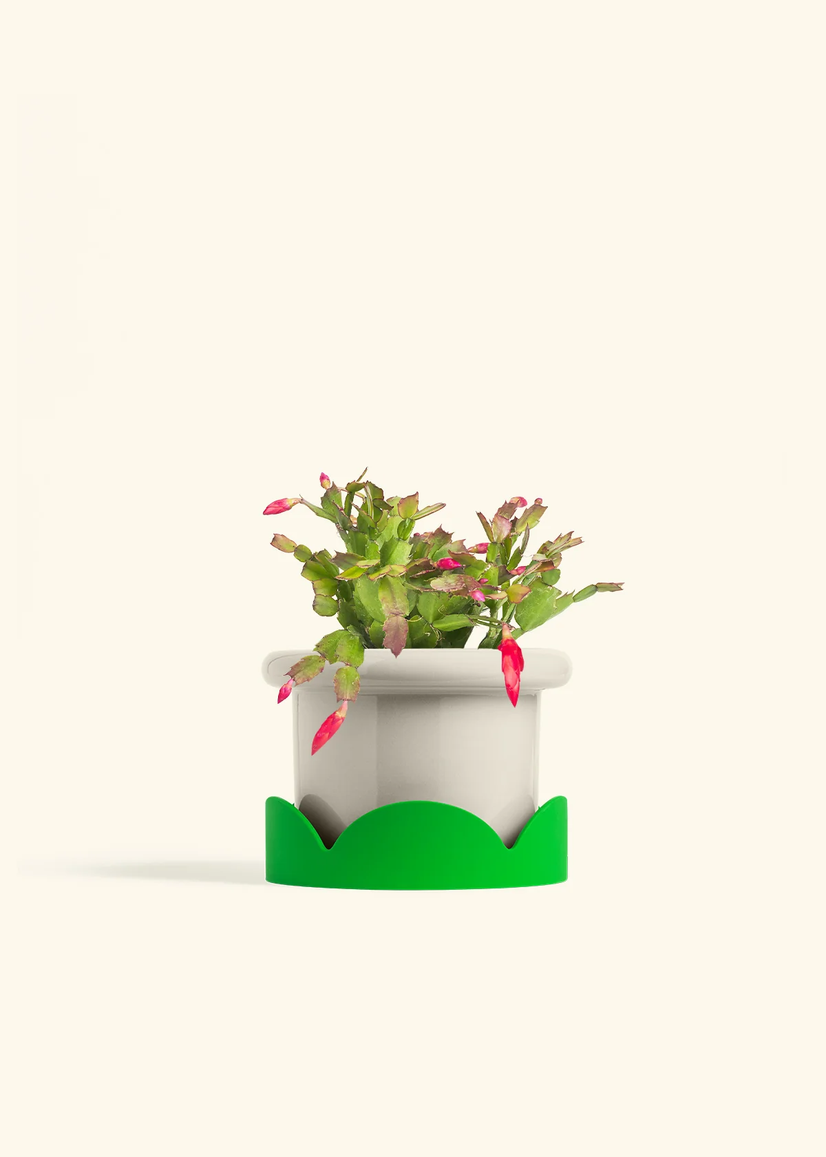 Red Christmas Cactus - Image 24
