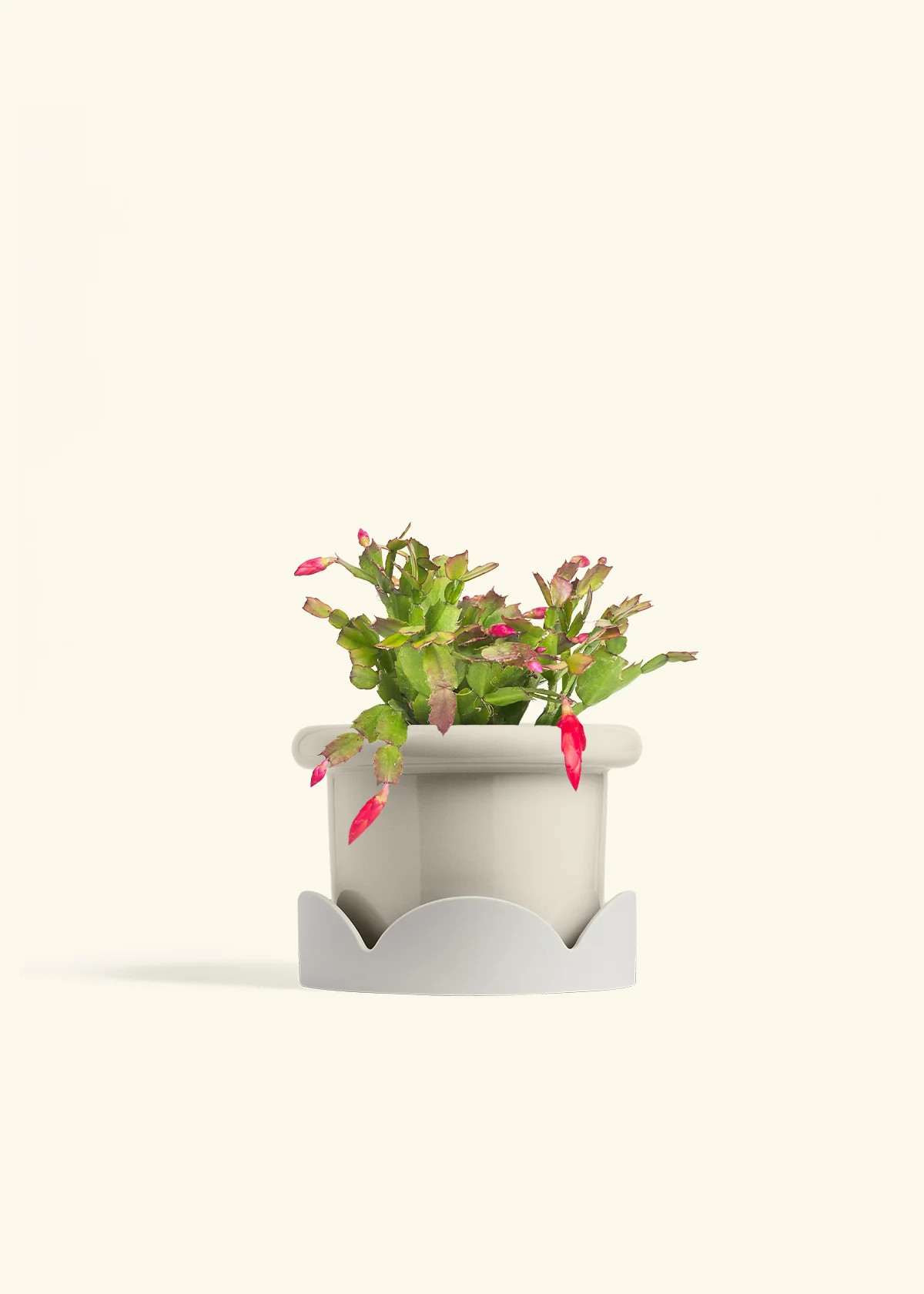 Red Christmas Cactus - Image 25