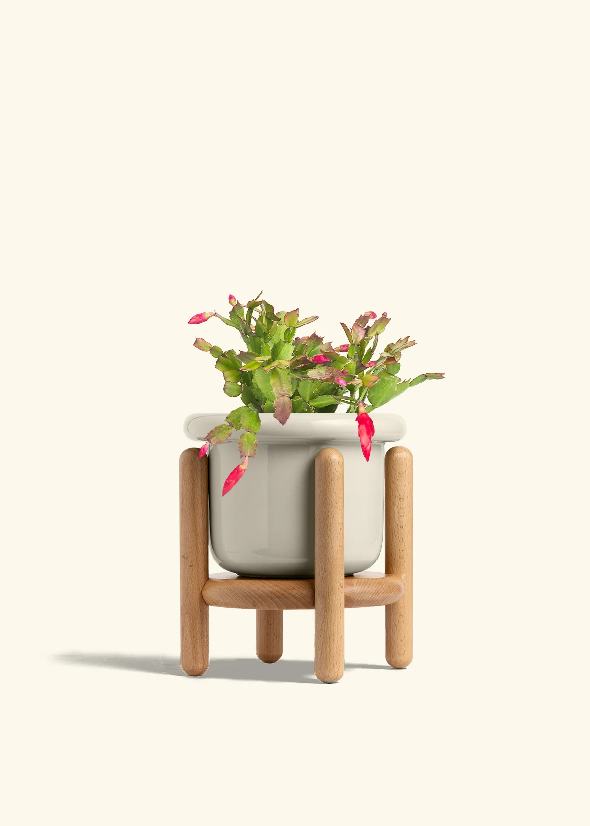 Red Christmas Cactus - Image 26