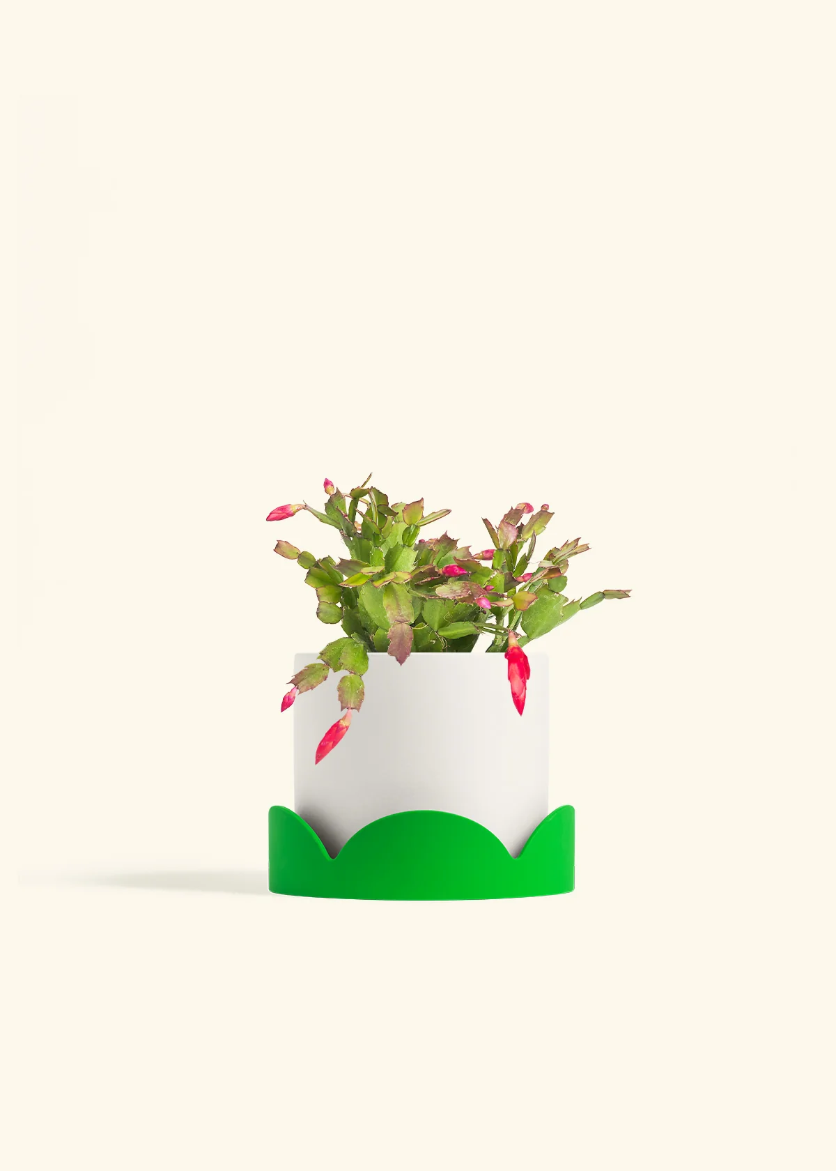 Red Christmas Cactus - Image 27