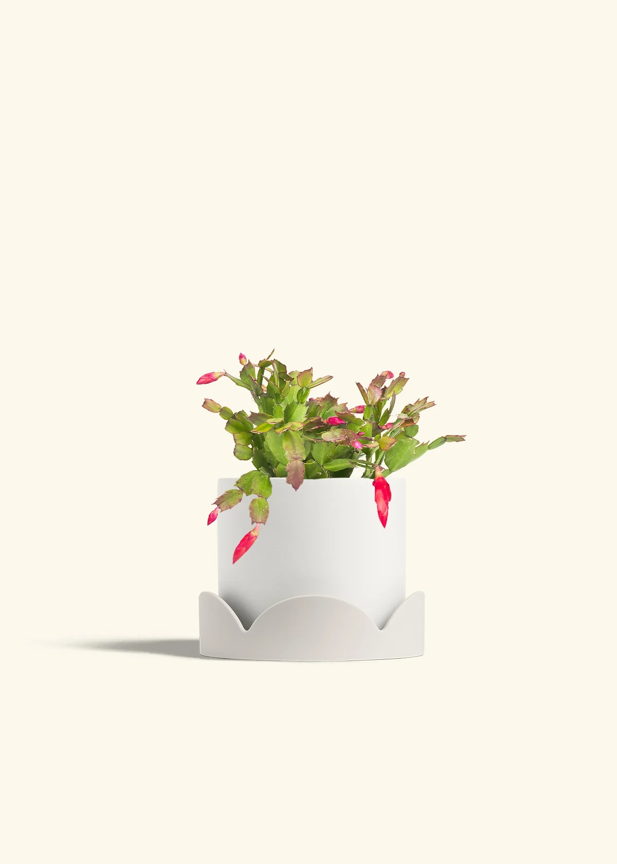 Red Christmas Cactus - Image 28