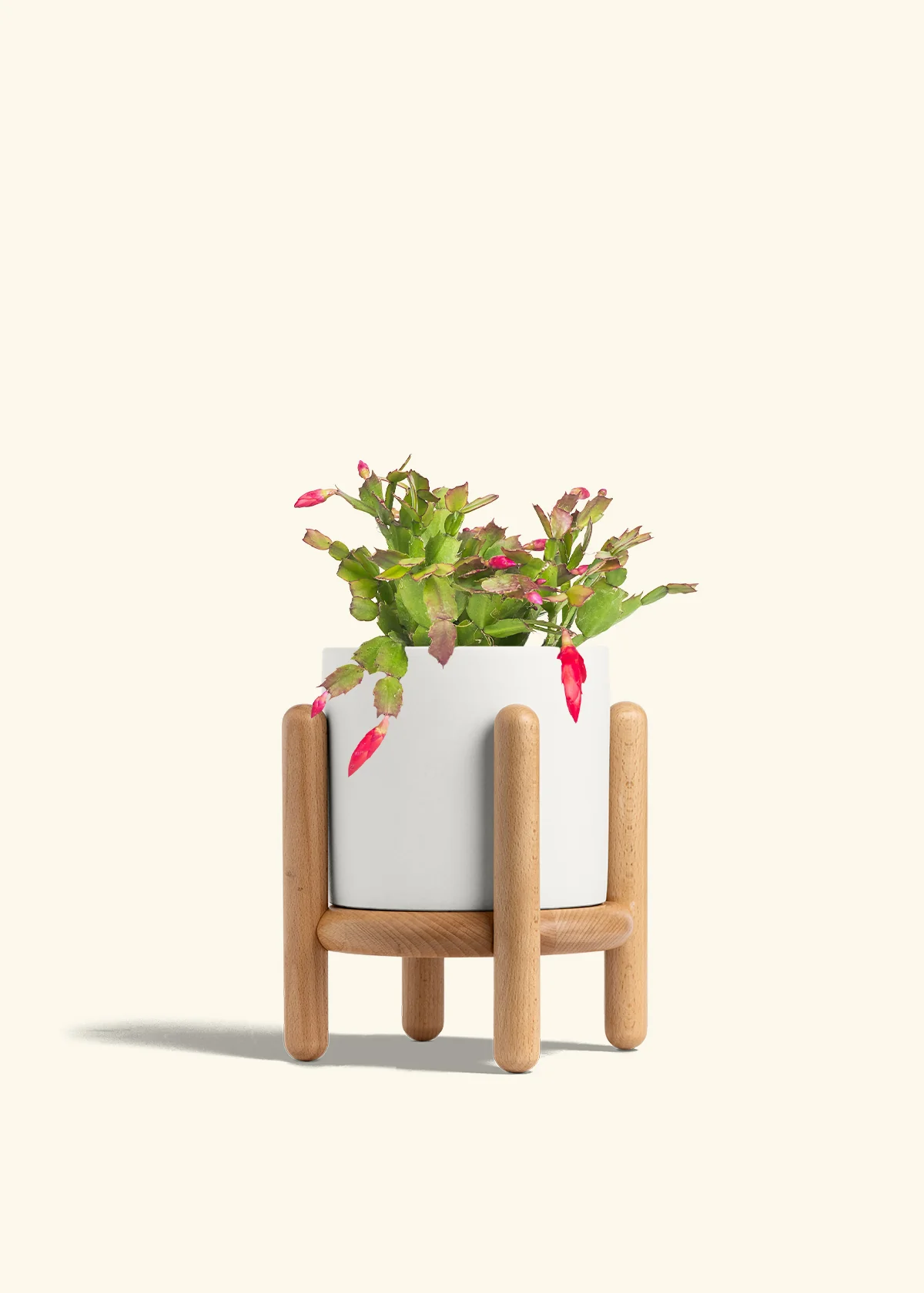 Red Christmas Cactus - Image 29