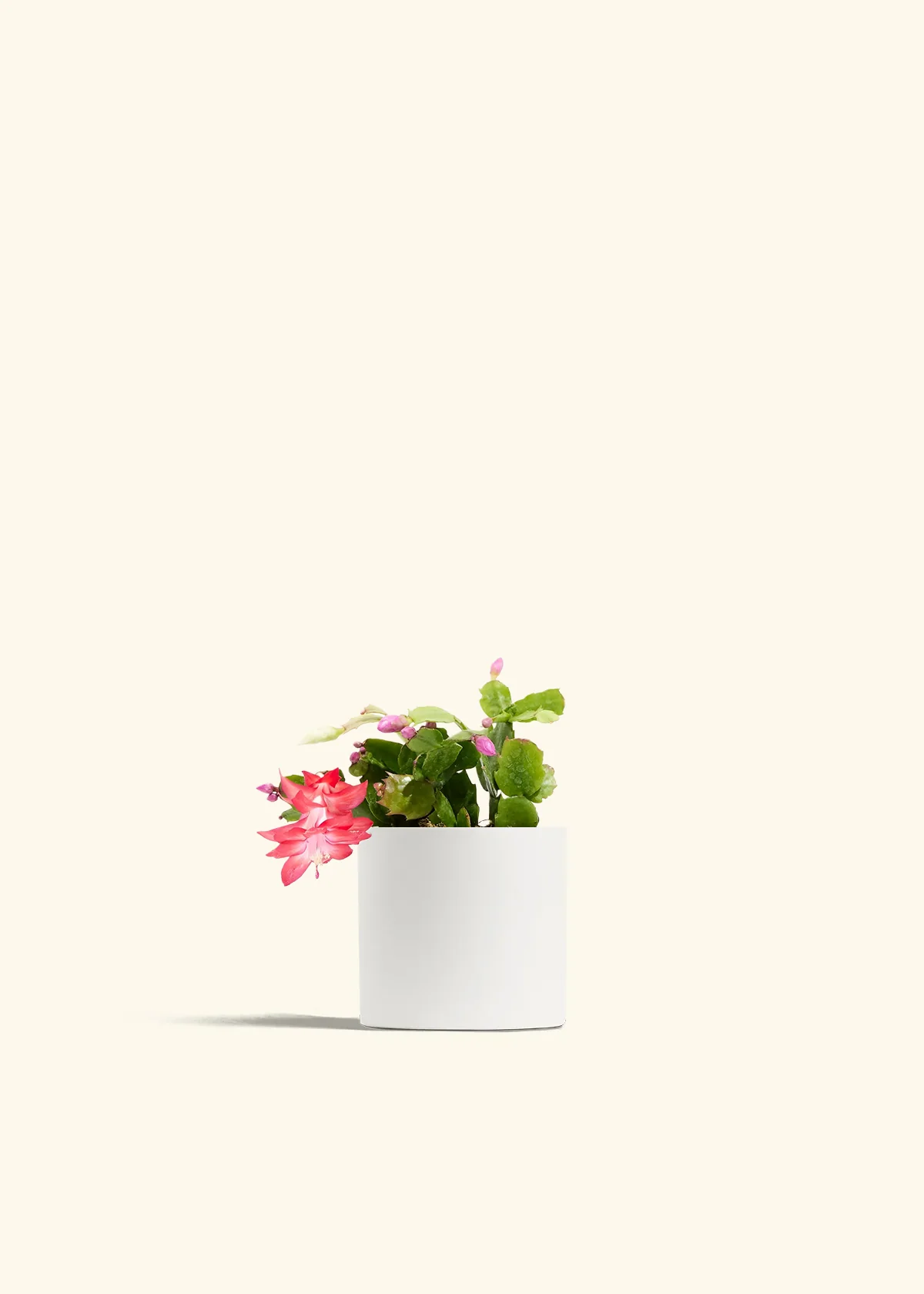 Red Christmas Cactus - Image 3