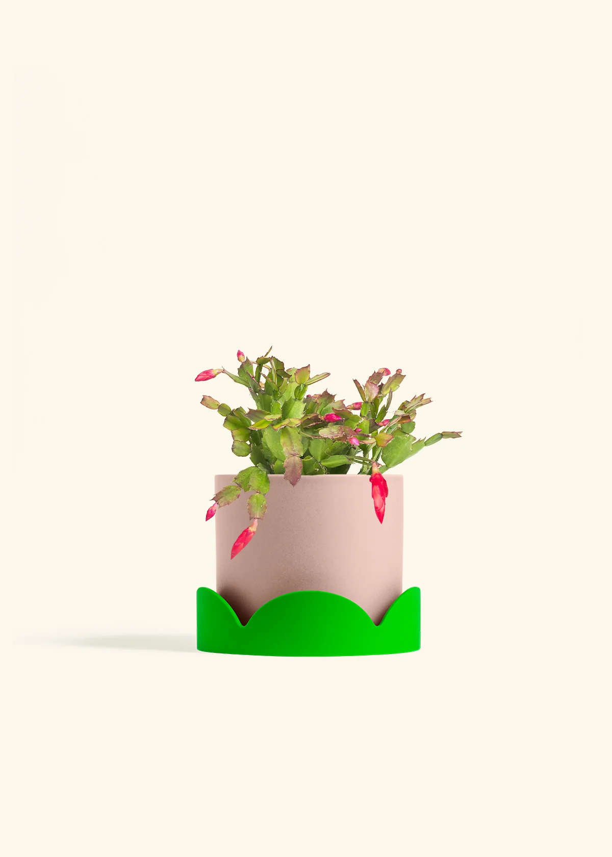 Red Christmas Cactus - Image 30