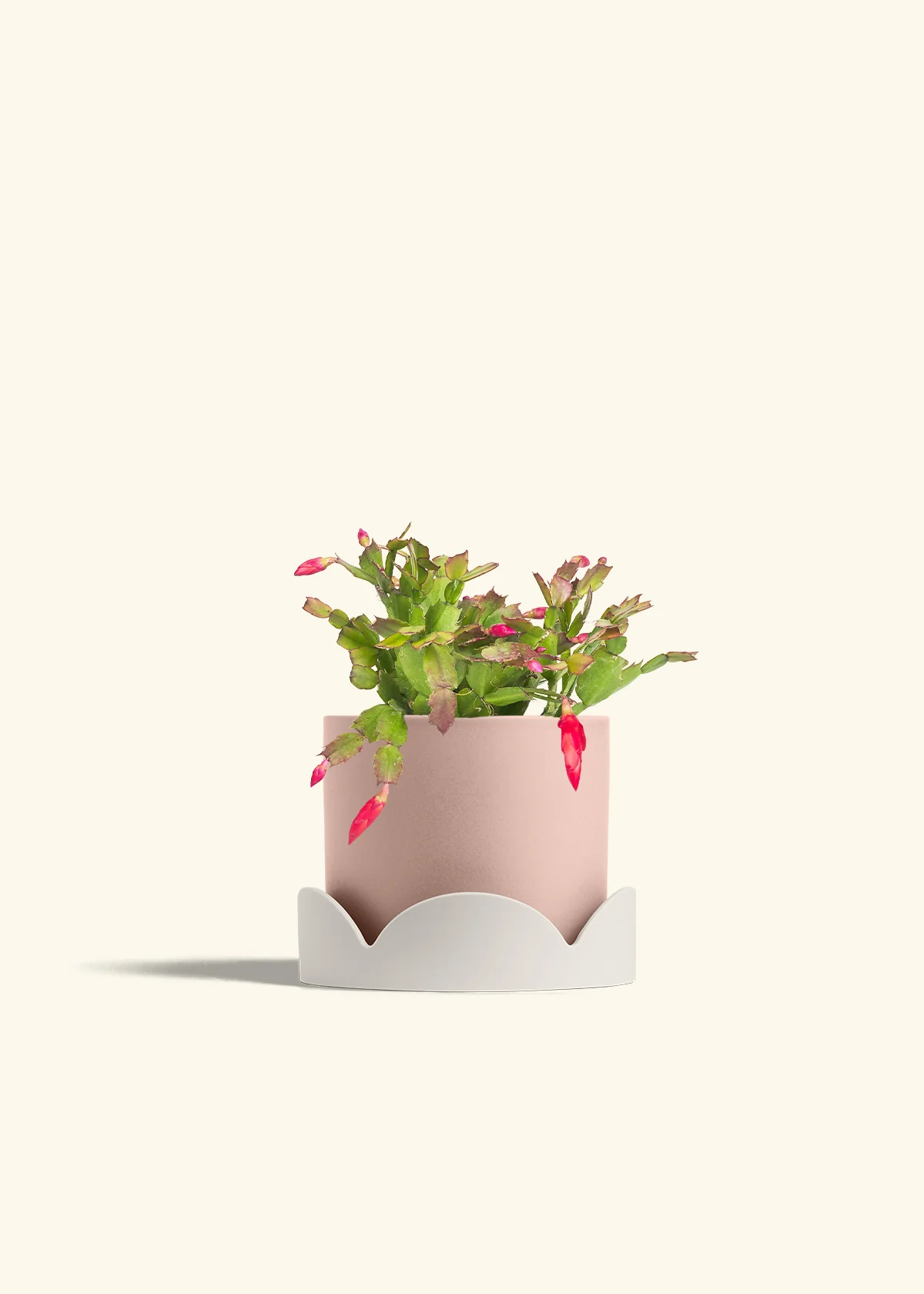 Red Christmas Cactus - Image 31