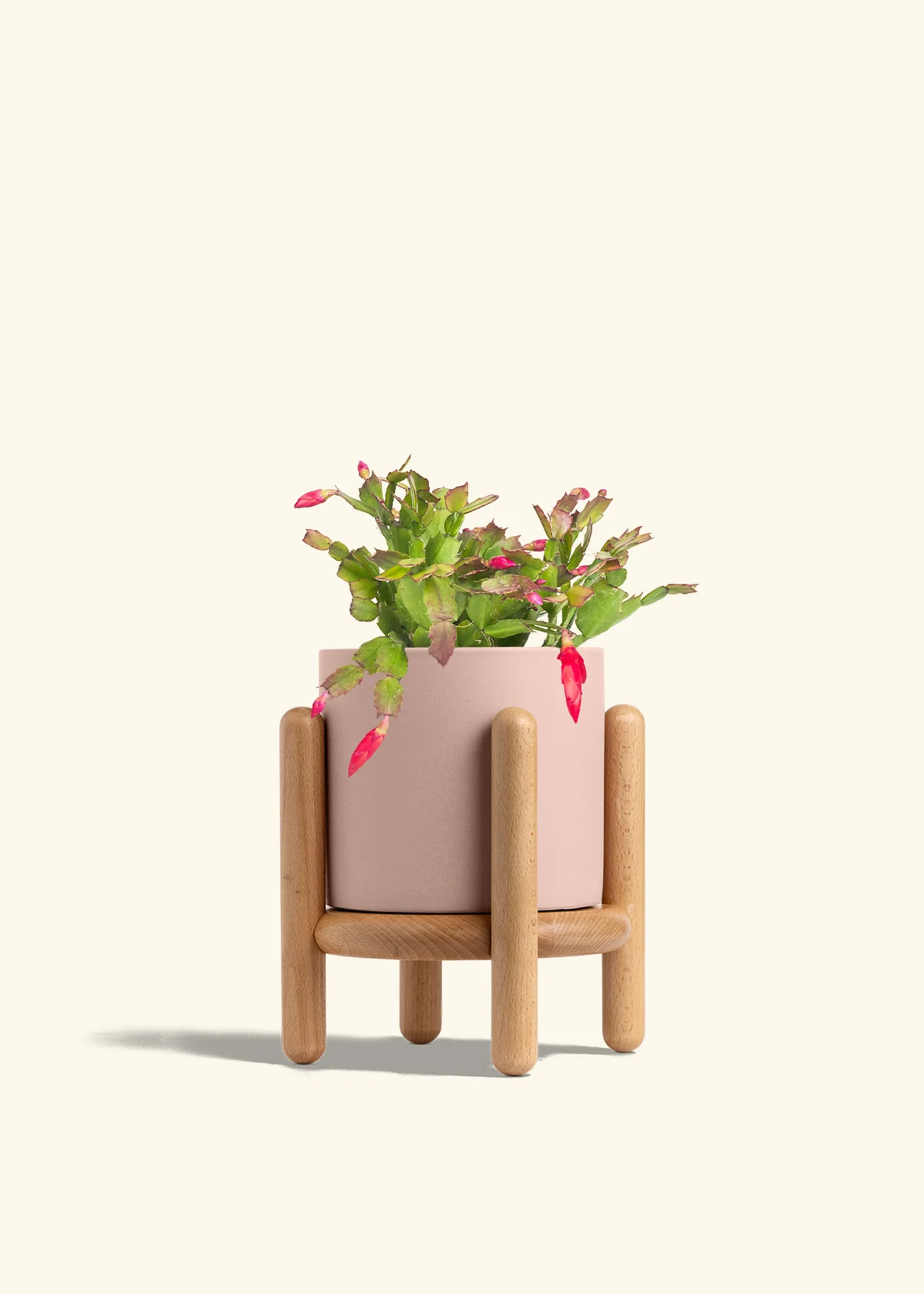 Red Christmas Cactus - Image 32