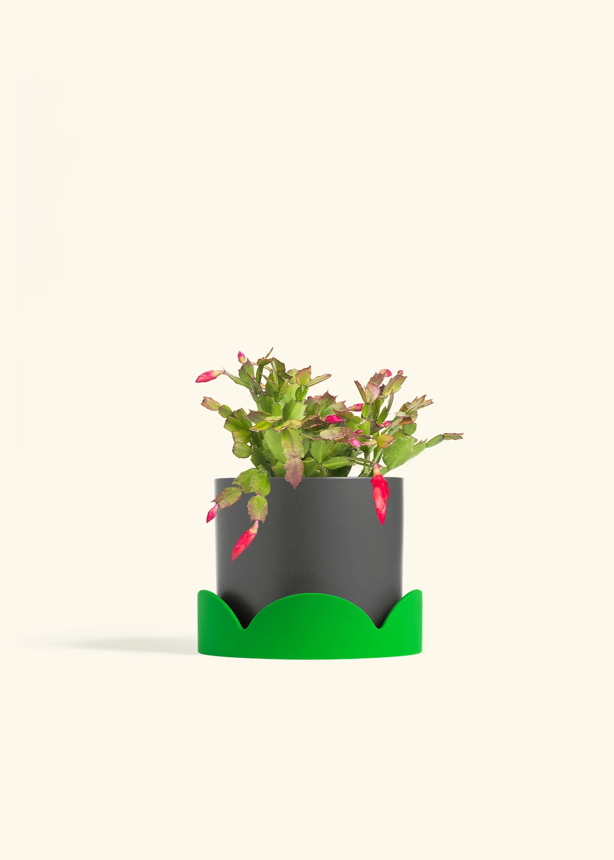 Red Christmas Cactus - Image 33