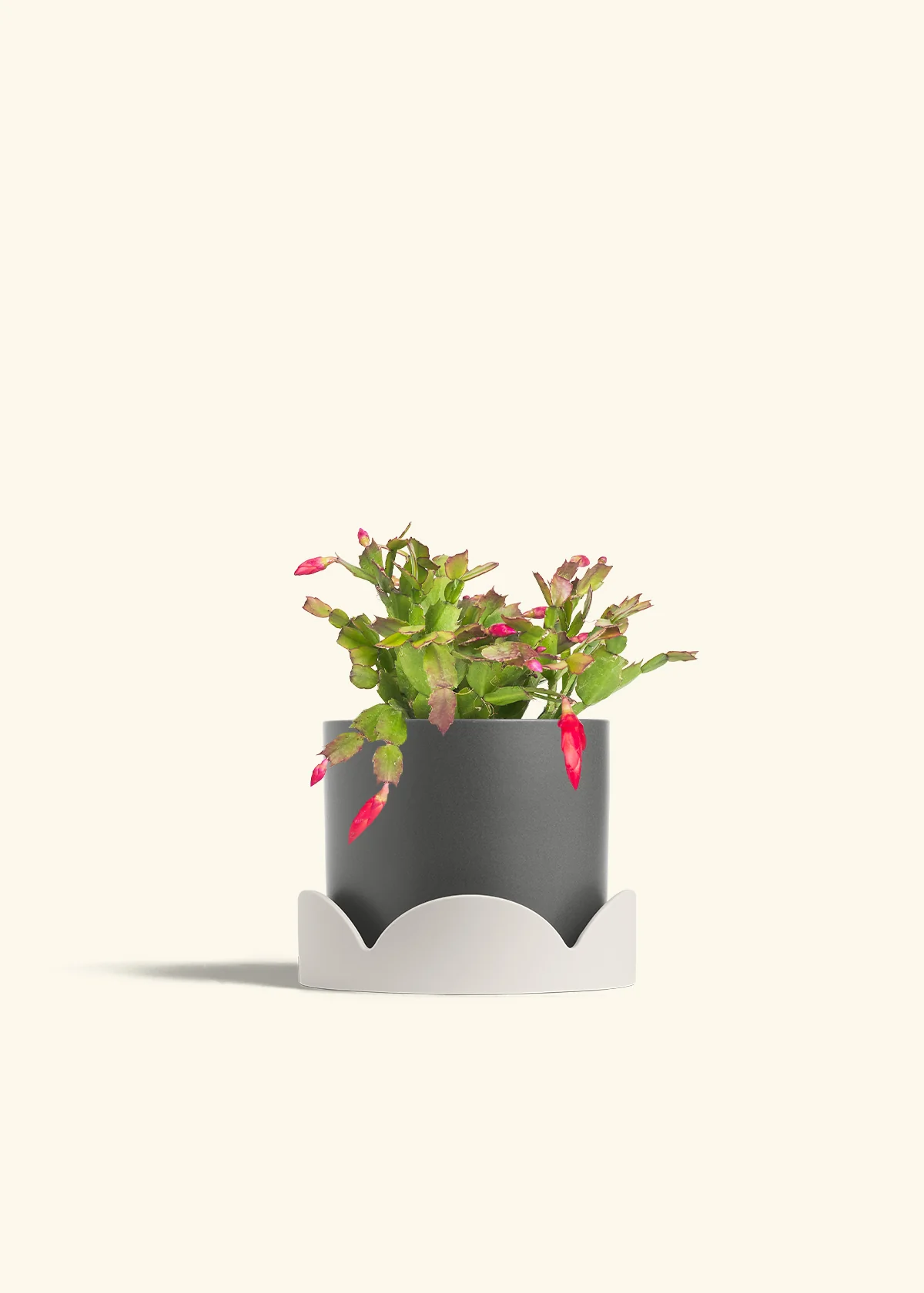 Red Christmas Cactus - Image 34