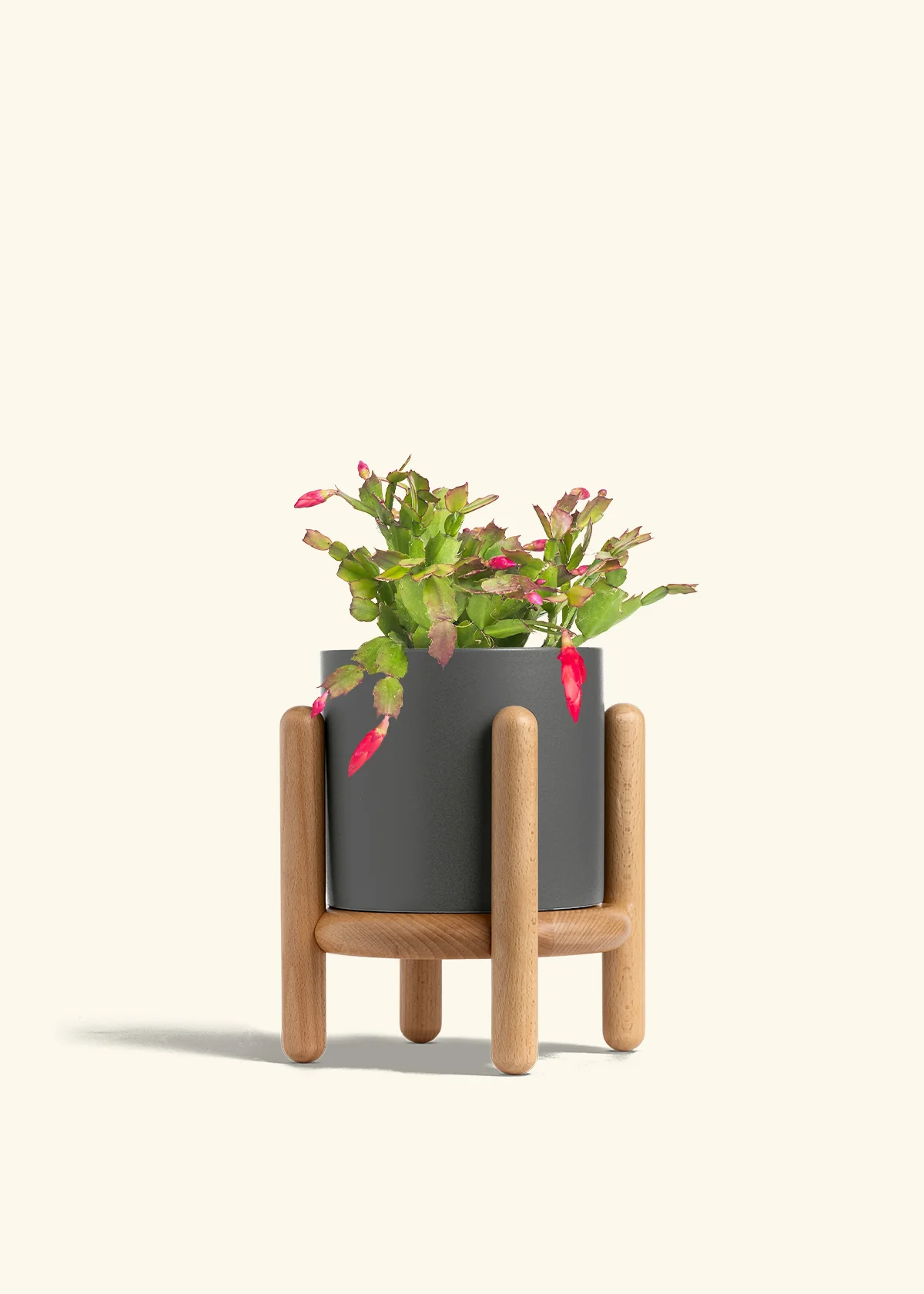 Red Christmas Cactus - Image 35