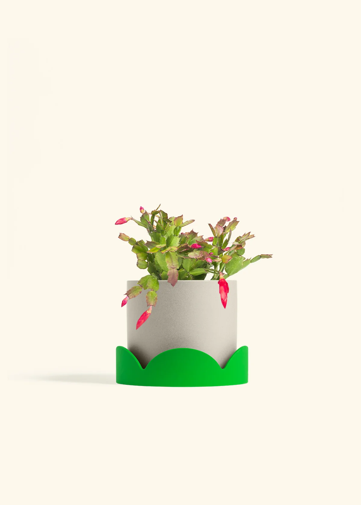 Red Christmas Cactus - Image 36