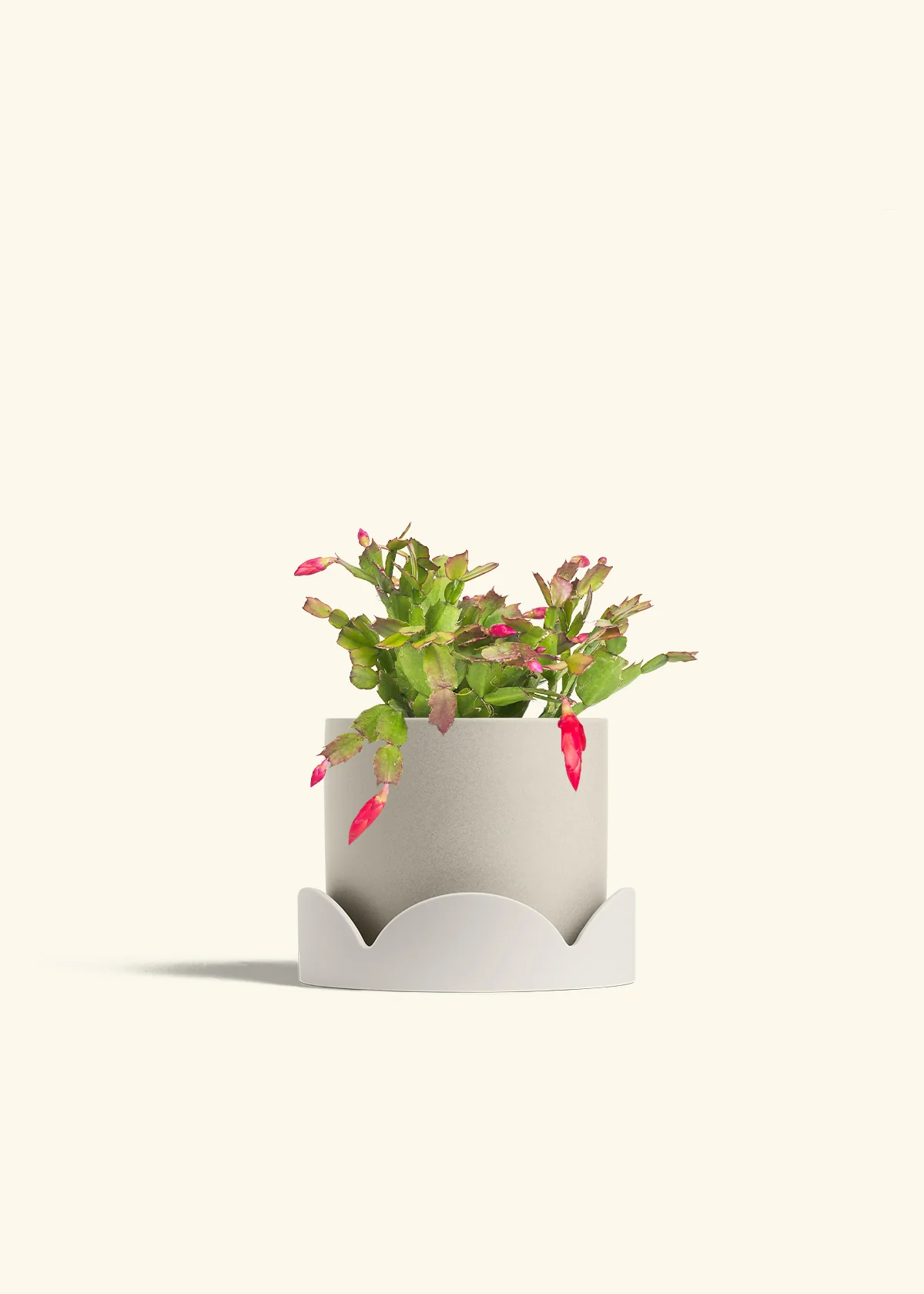 Red Christmas Cactus - Image 37