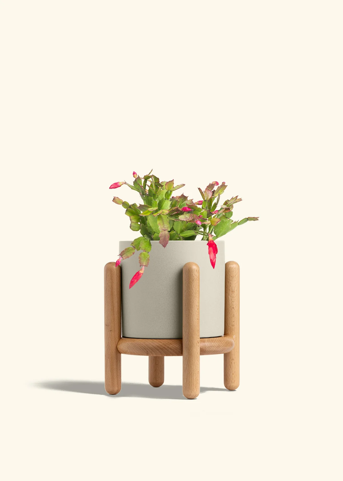 Red Christmas Cactus - Image 38