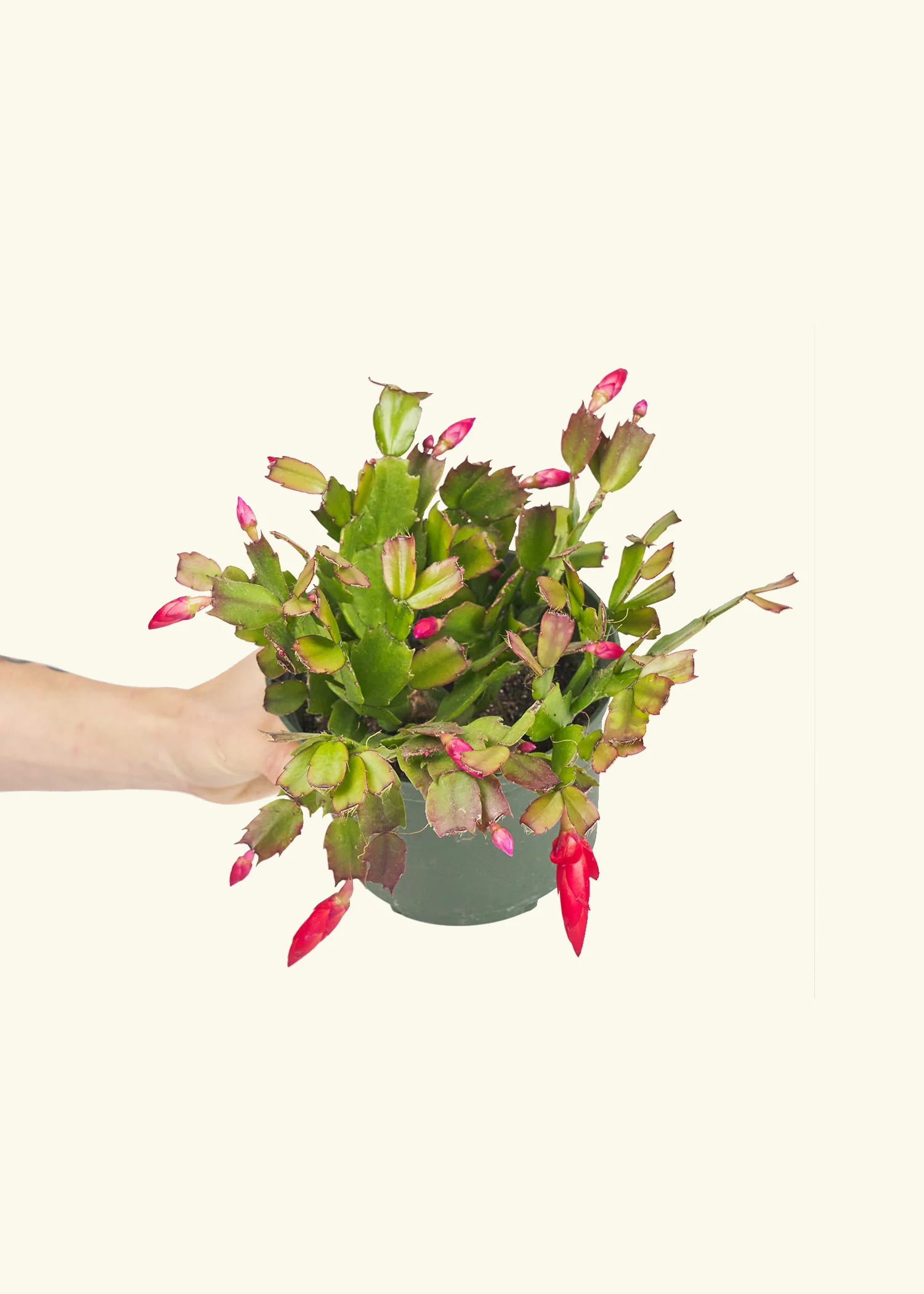 Red Christmas Cactus - Image 39