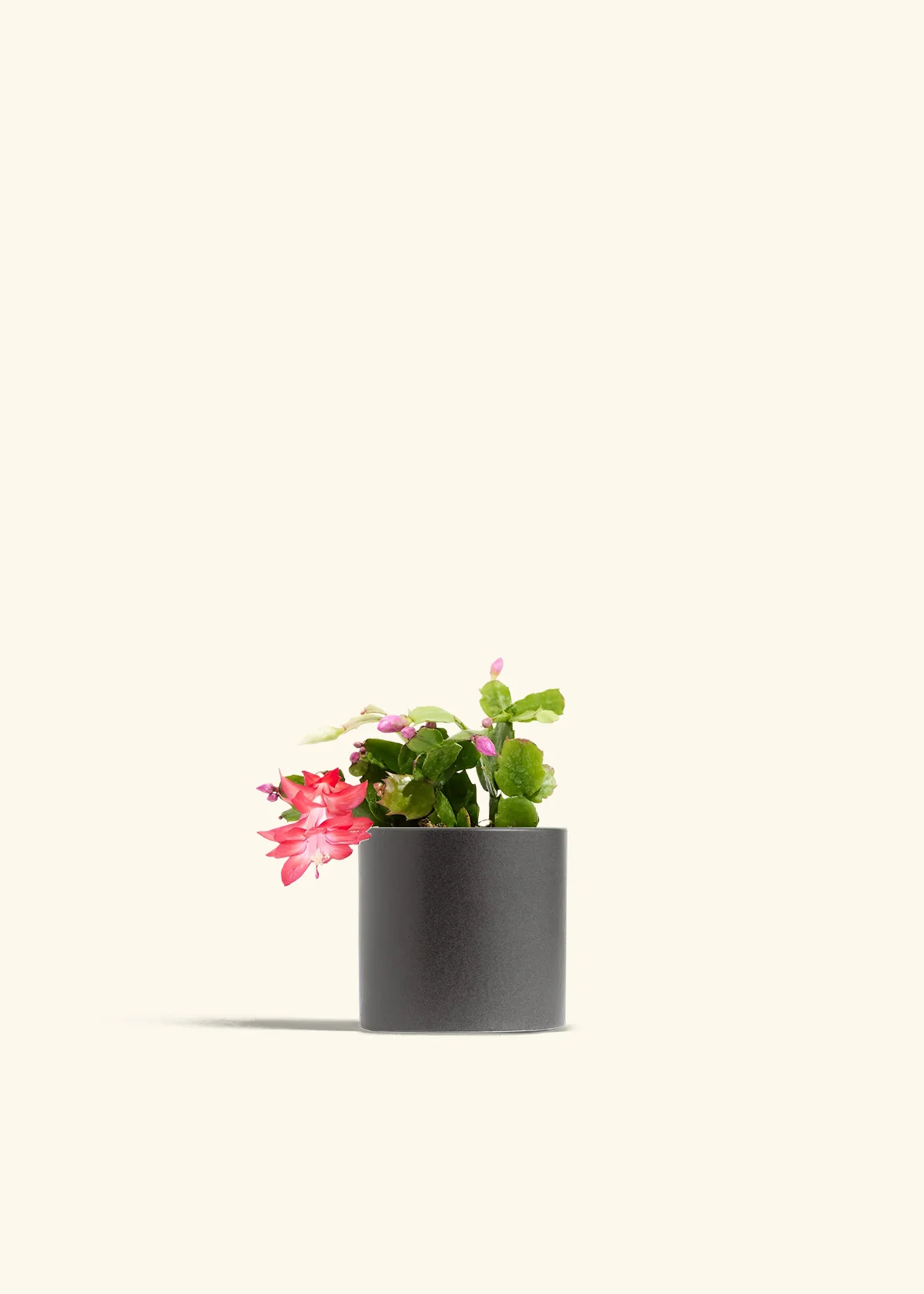 Red Christmas Cactus - Image 4