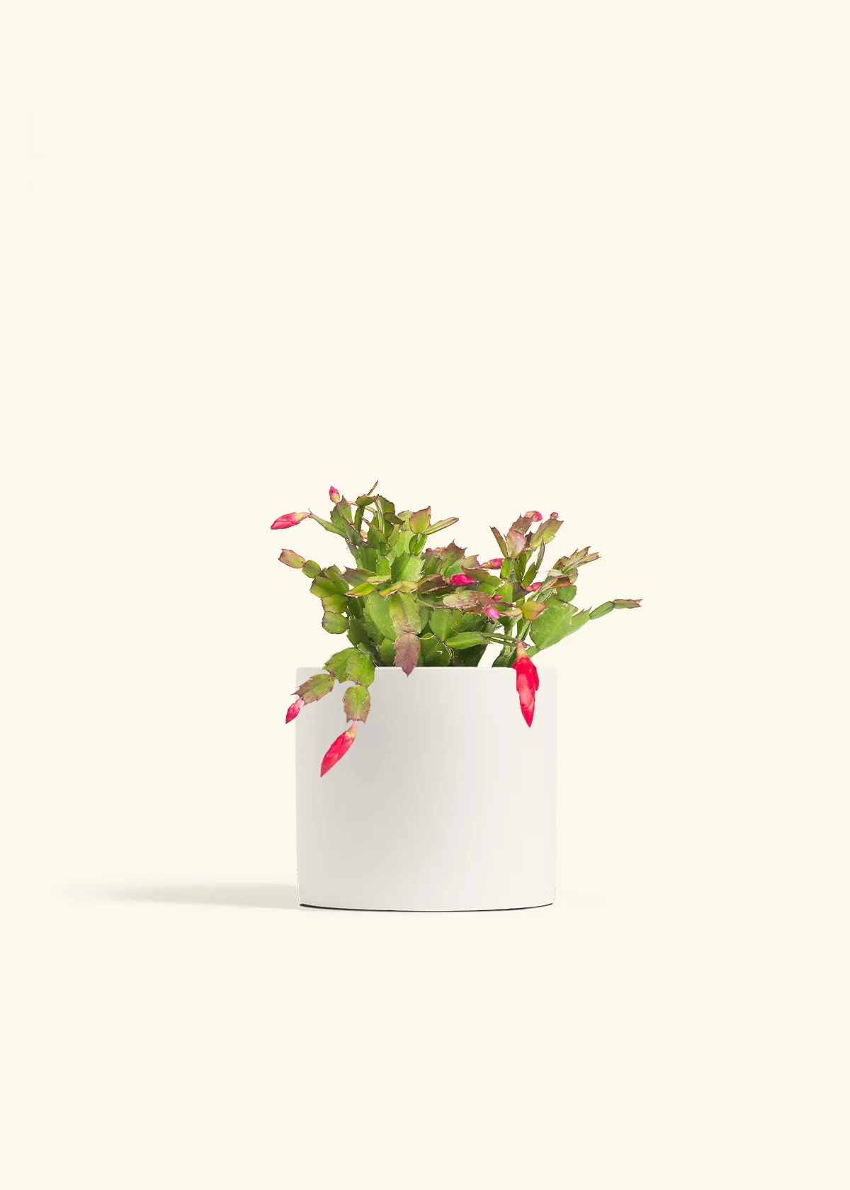 Red Christmas Cactus - Image 40