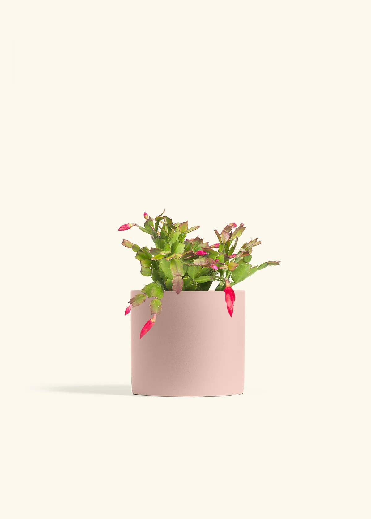 Red Christmas Cactus - Image 41