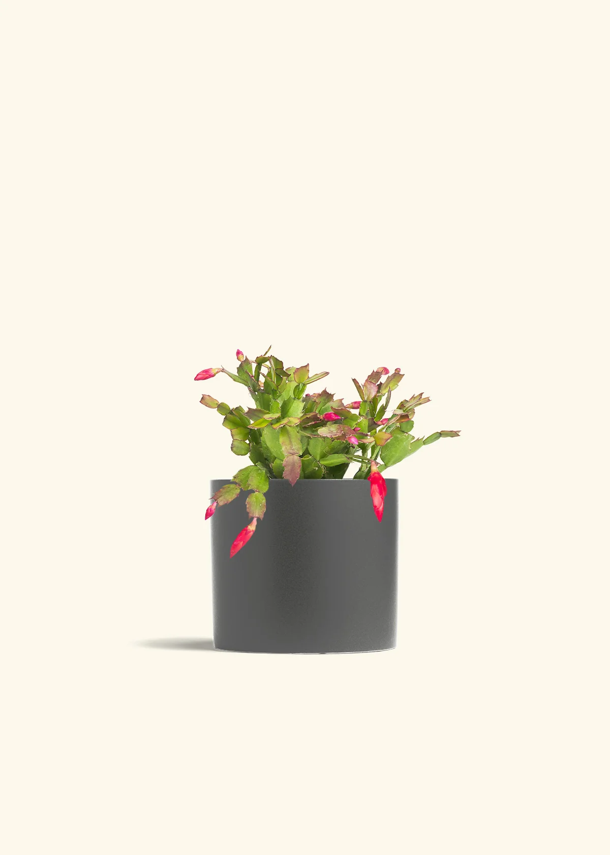 Red Christmas Cactus - Image 42