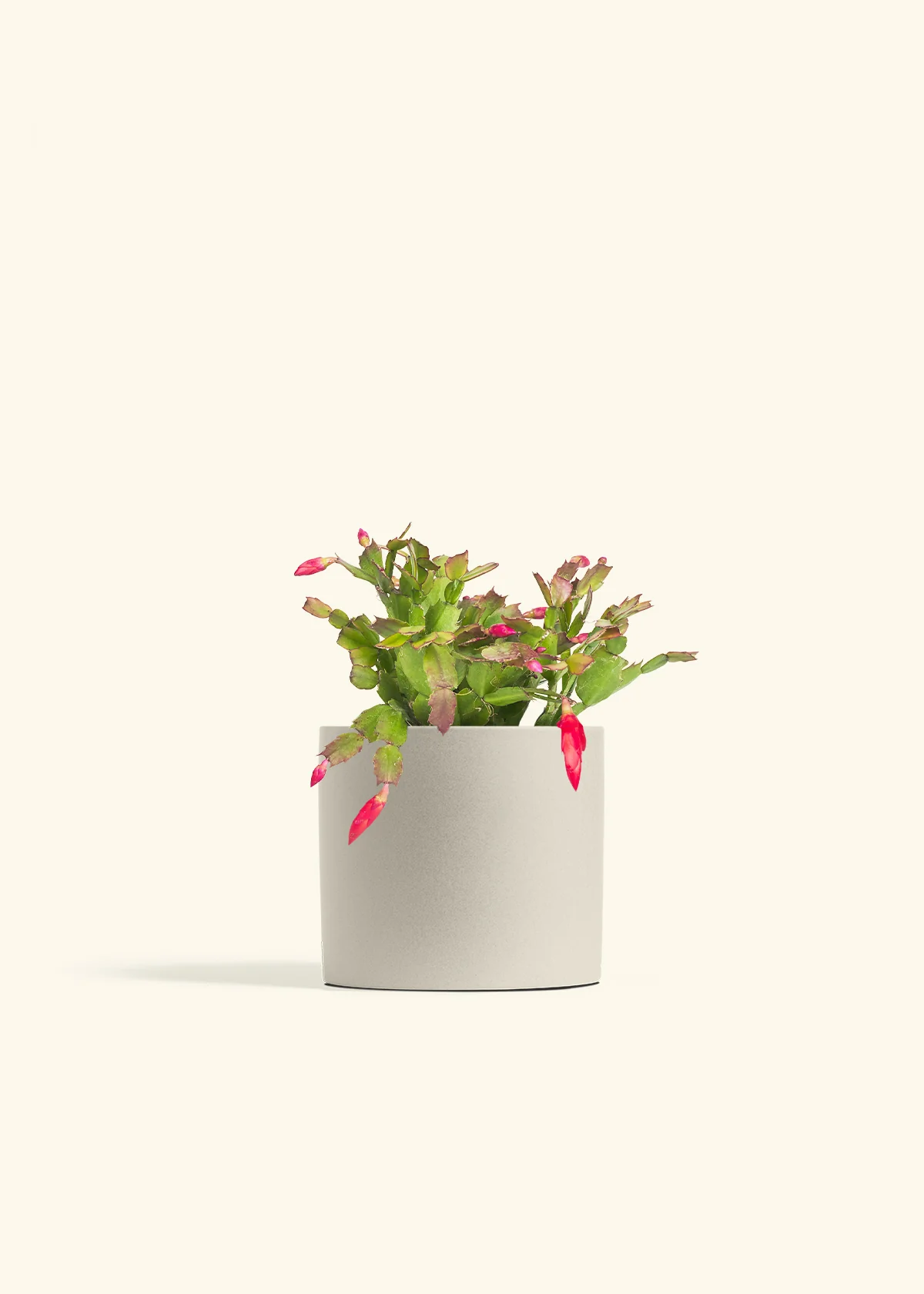 Red Christmas Cactus - Image 43