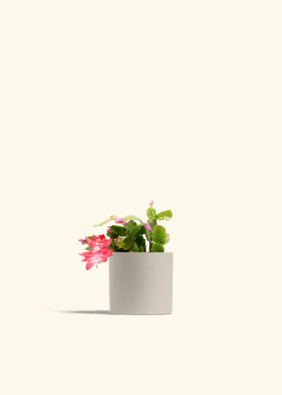Red Christmas Cactus - Image 5