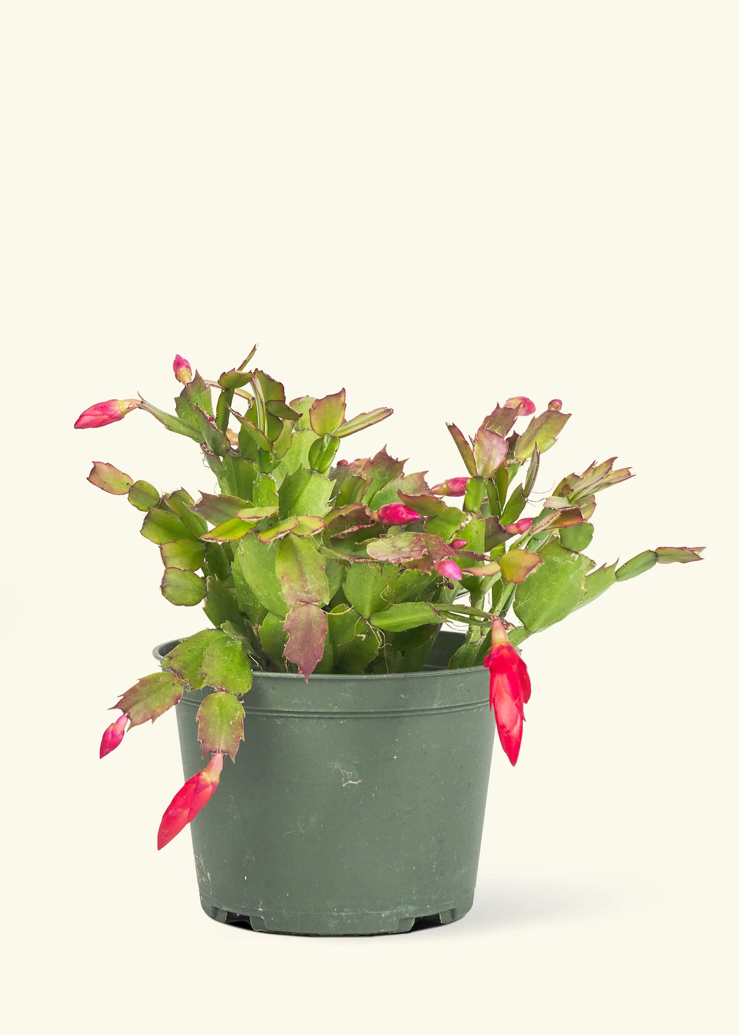 Red Christmas Cactus - Image 6