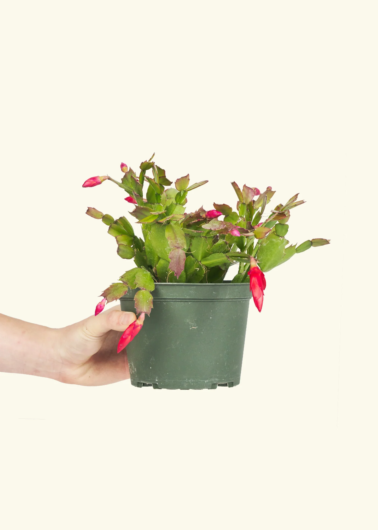 Red Christmas Cactus - Image 7