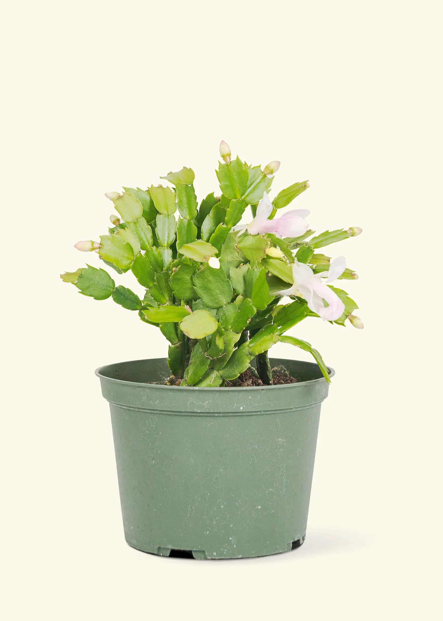 Red Christmas Cactus - Image 8