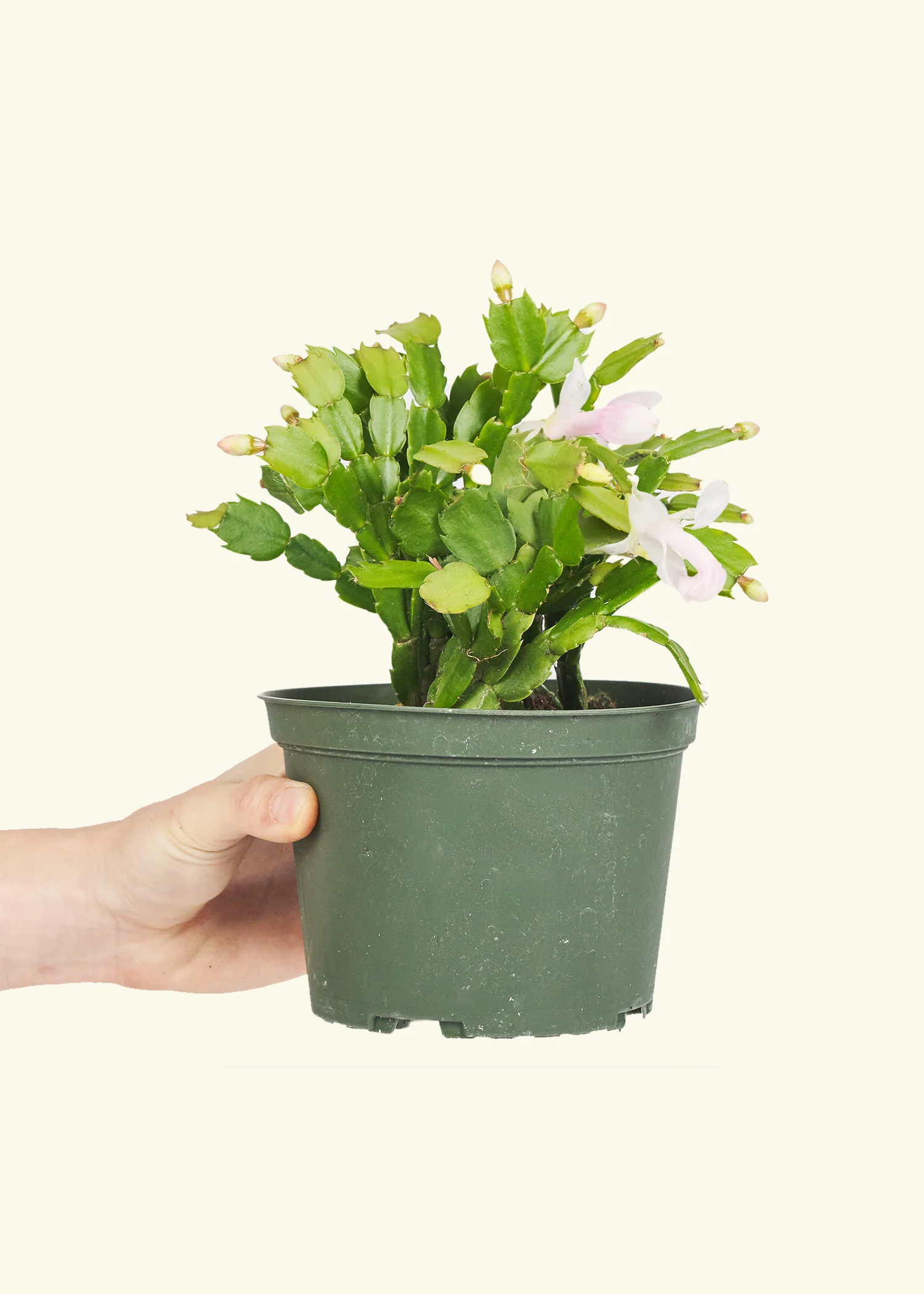 Red Christmas Cactus - Image 9