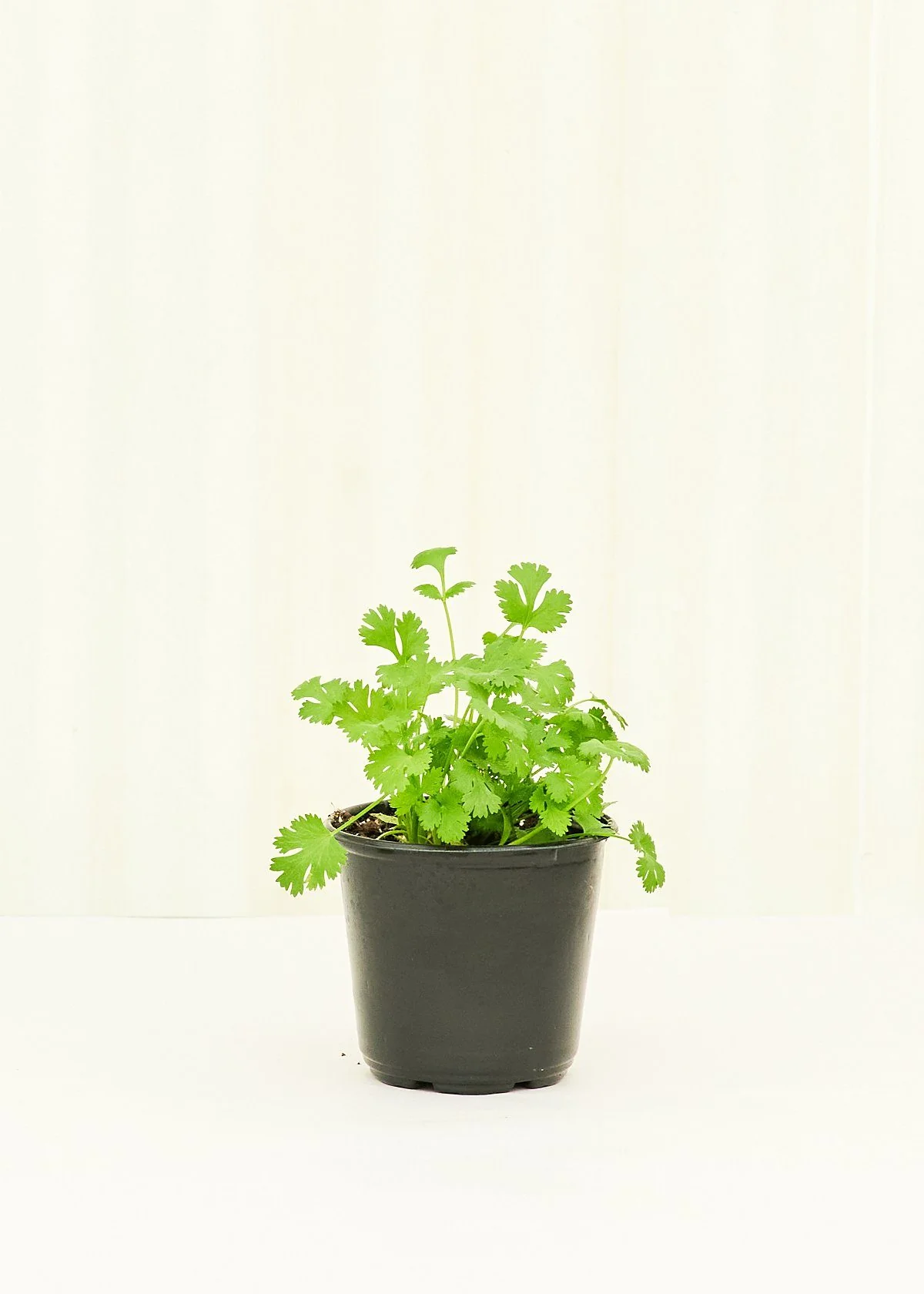 Cilantro, 4 pack - Image 2