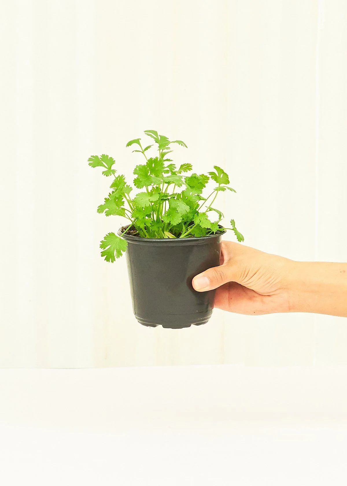 Cilantro, 4 pack - Image 3