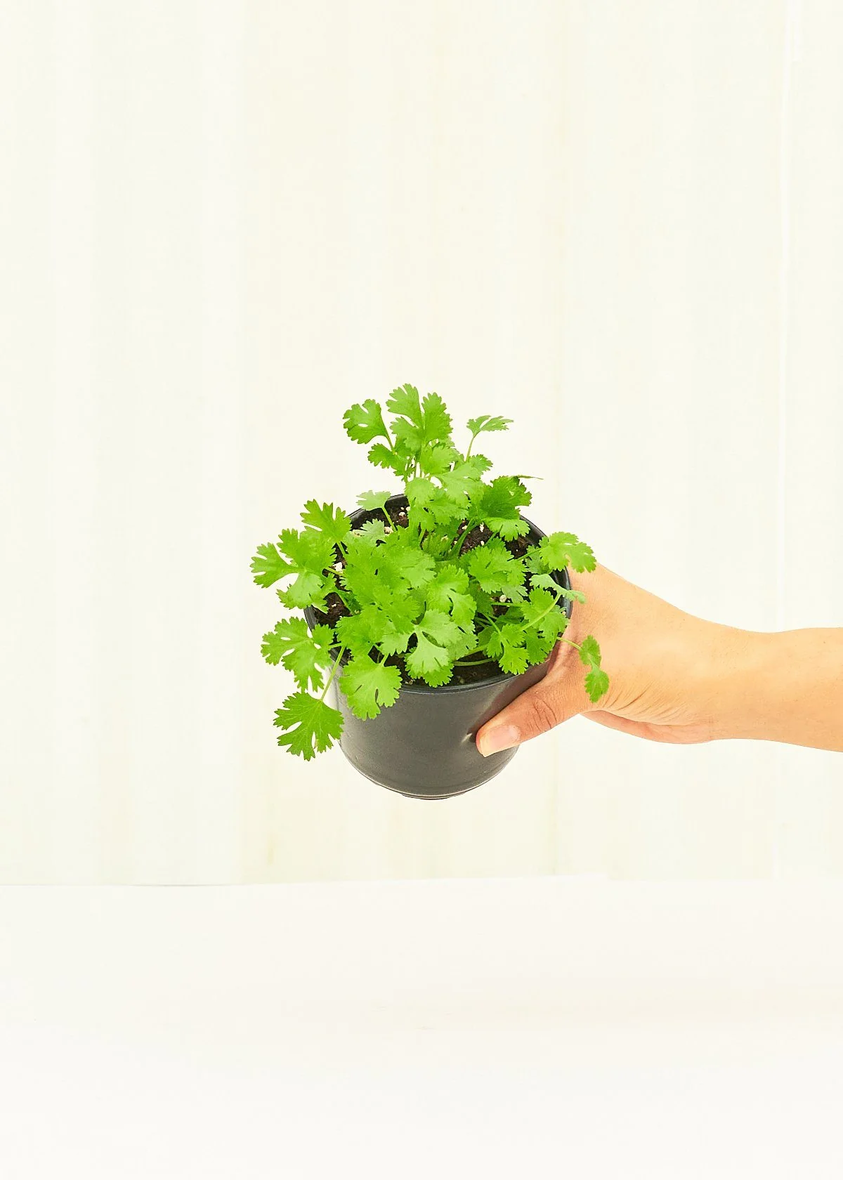 Cilantro, 4 pack - Image 4