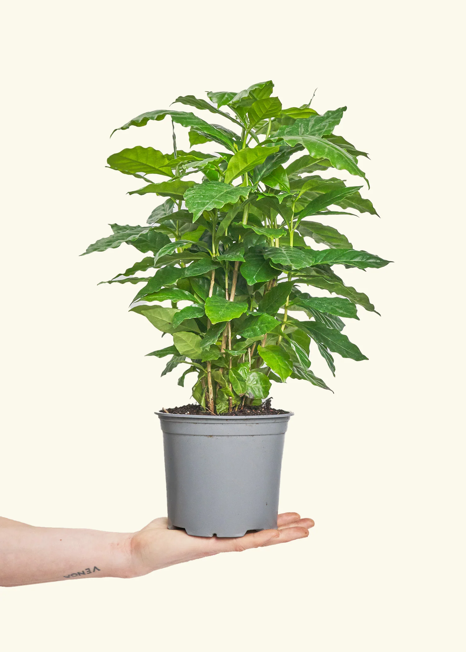 Coffee Plant - Image 10